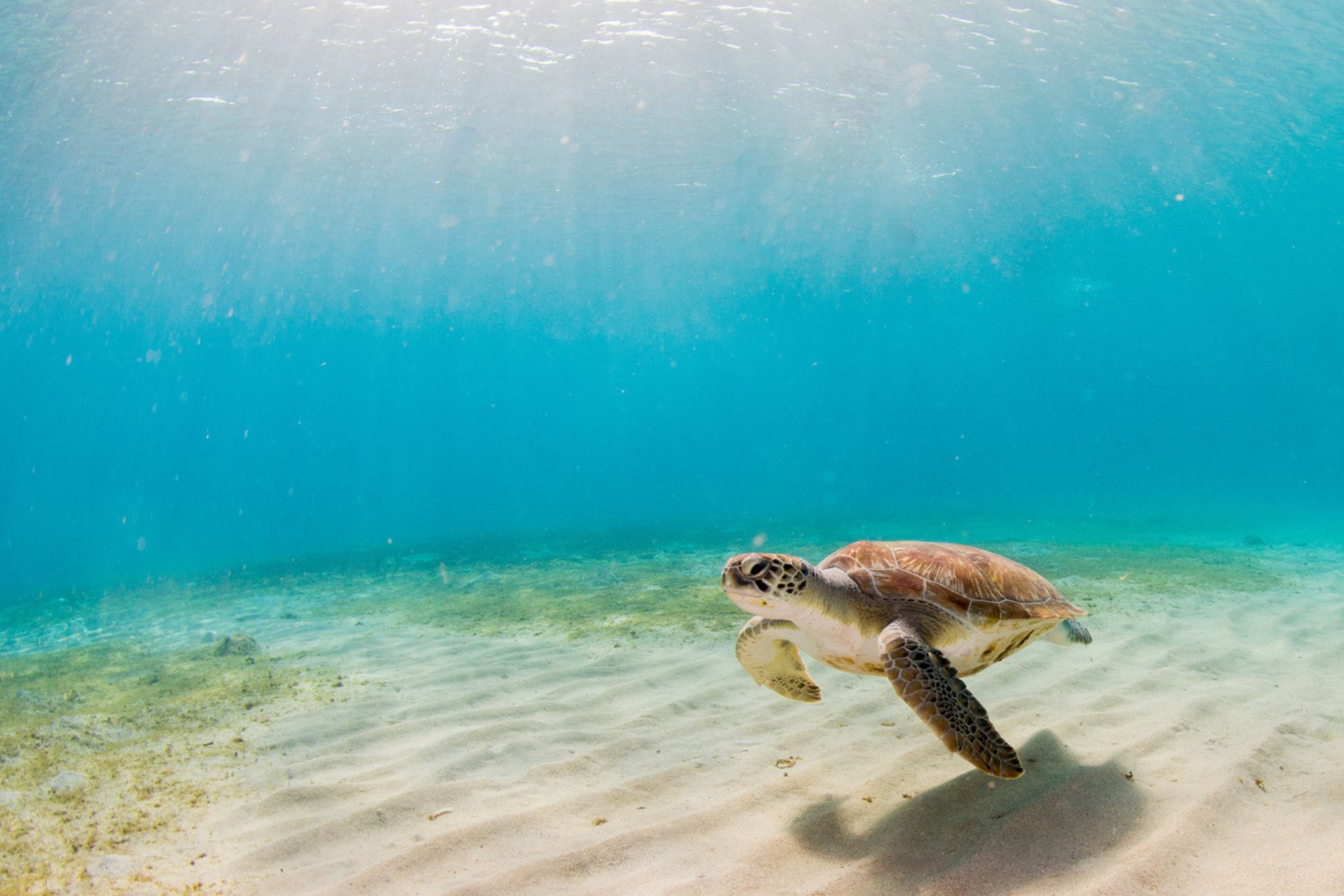 Immersioni sostenibili: Il fondale marino e le sue meraviglie