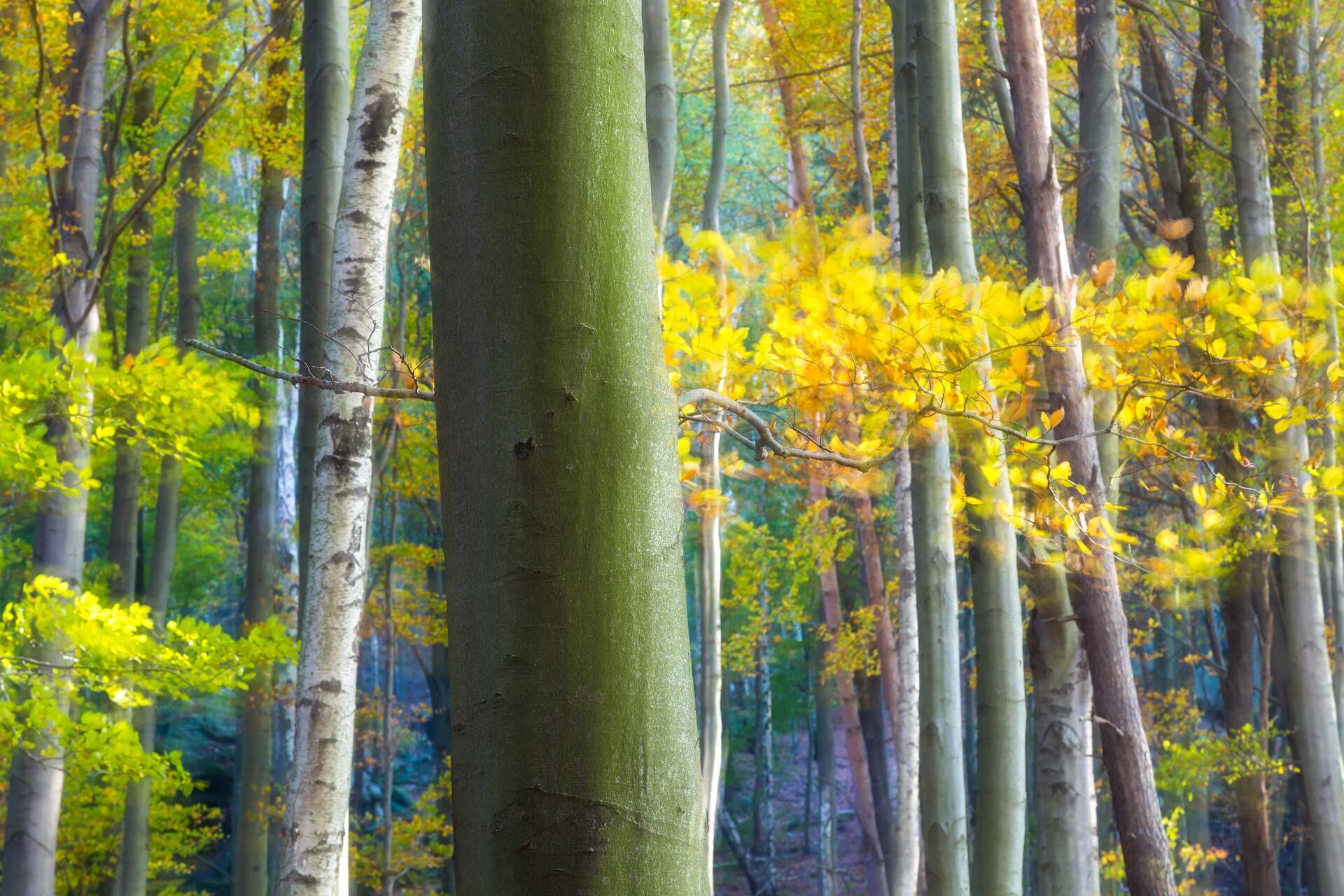 Bosco: il bosco è un'area di superficie terrestre con estensione minima di 0,2 ettari, formata da un'associazione vegetale di alberi selvatici di alto fusto ed arbusti o erbe che costituiscono il sottobosco