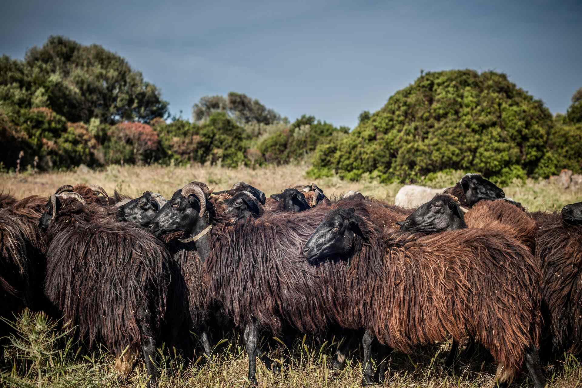 Pecora: la Sardegna occupa un ruolo importante nell'industria dell'allevamento delle pecore, mammifero della famiglia dei Bovidae addomesticato in epoca antichissima dagli uomini