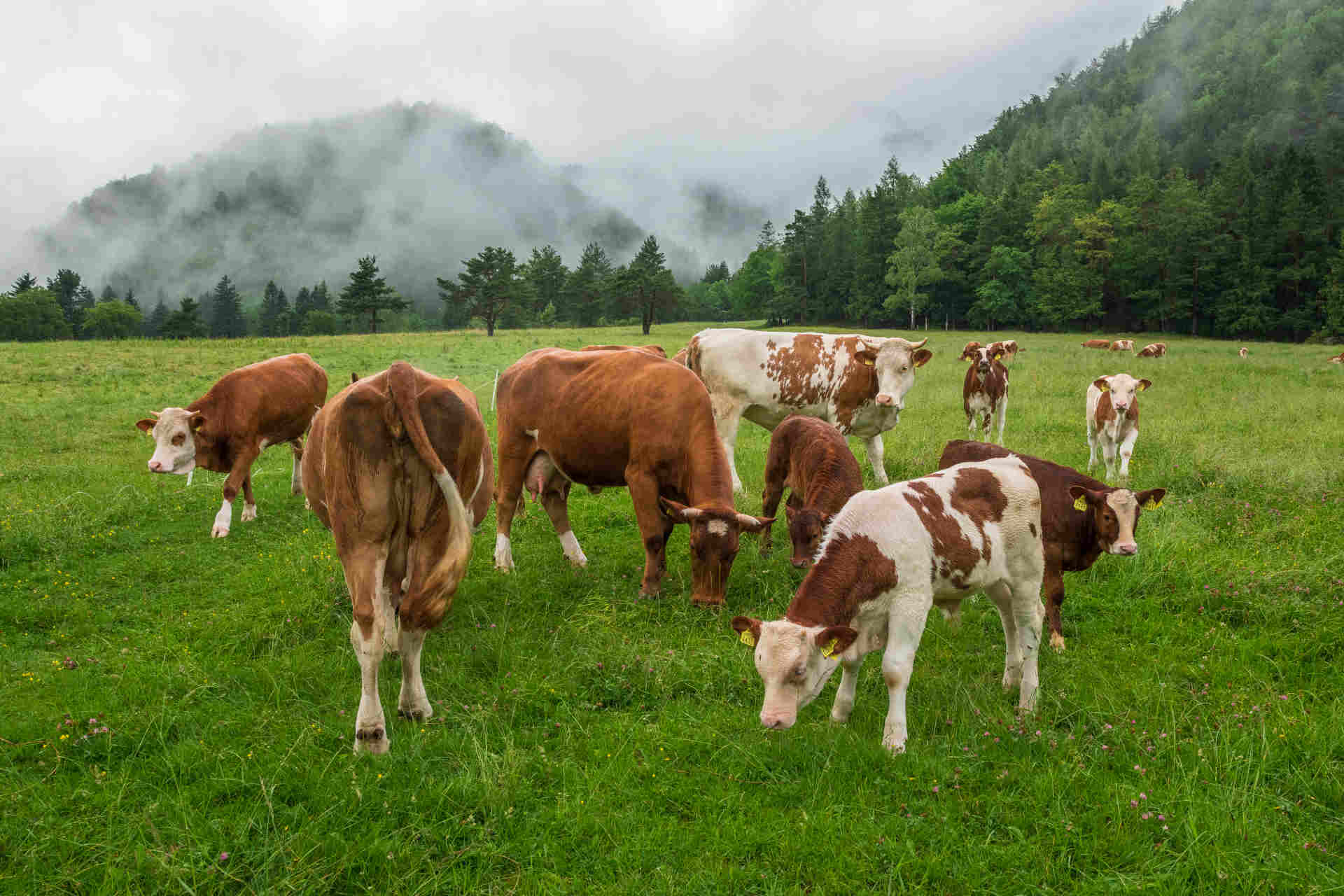 Zootecnia sostenibile: il nuovo progetto in Svizzera