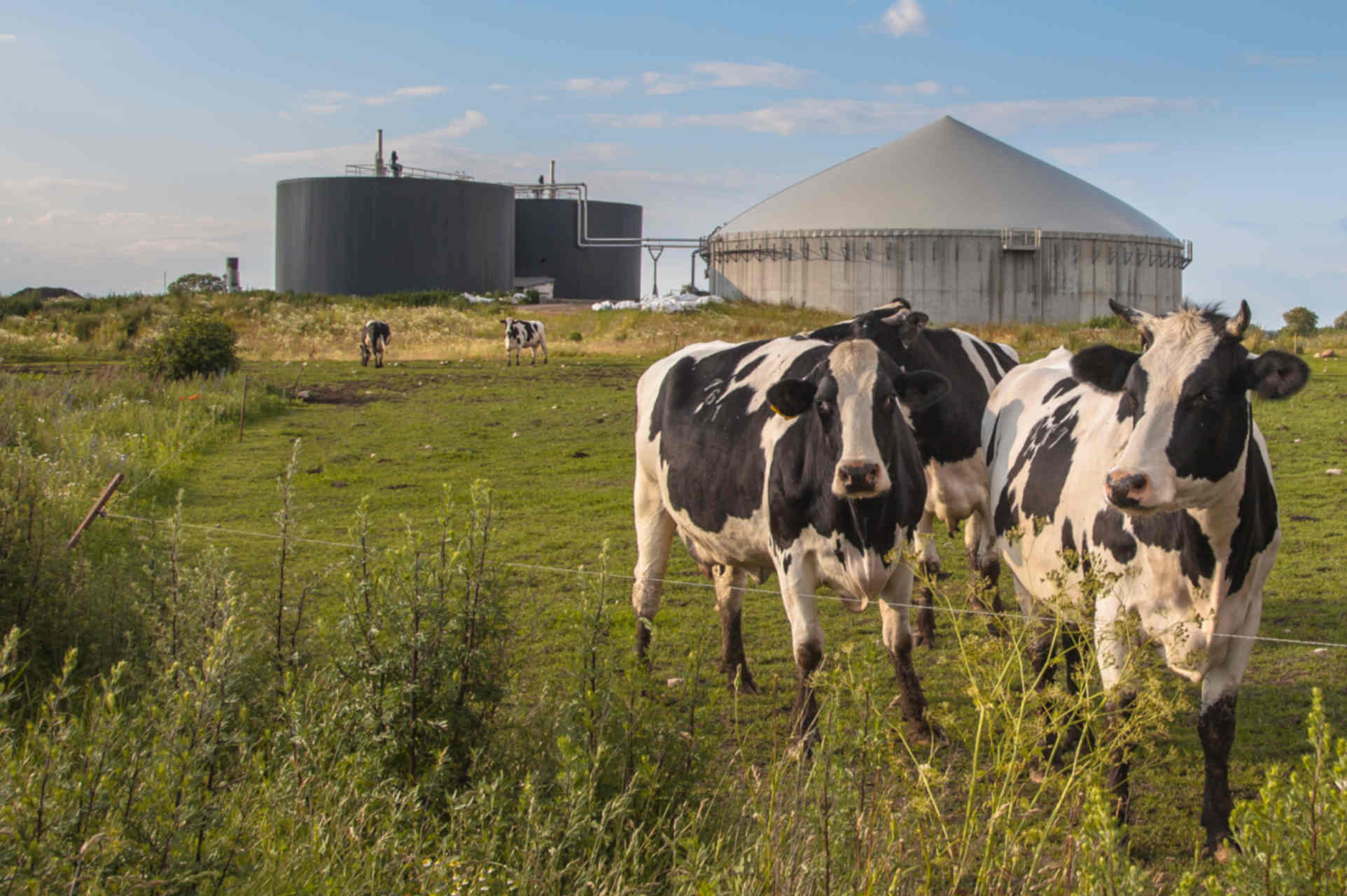 Zootecnia e sostenibilità: come applicare i principi dell'economia circolare all'agricoltura