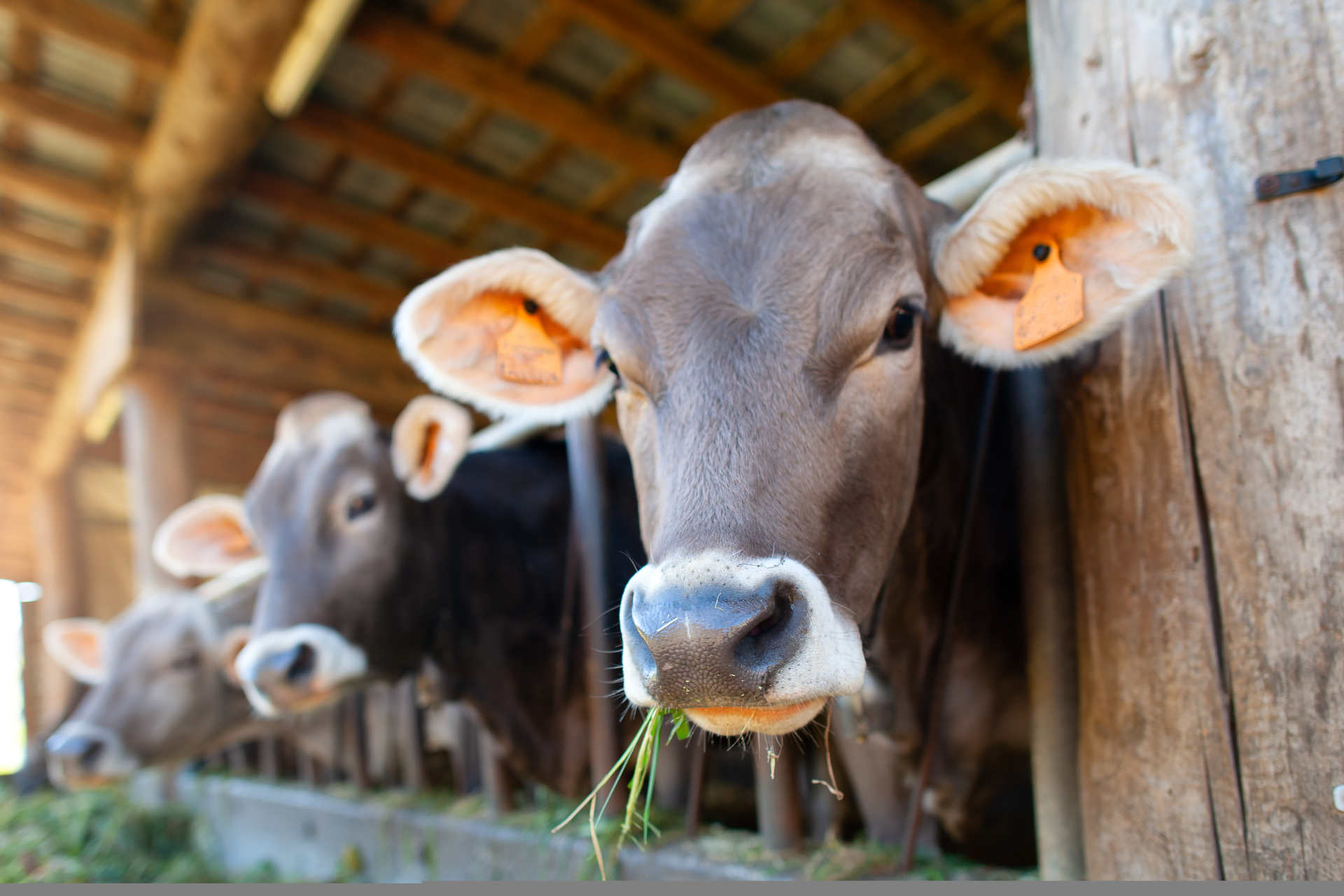 Zootecnia sostenibile: il nuovo progetto in Svizzera