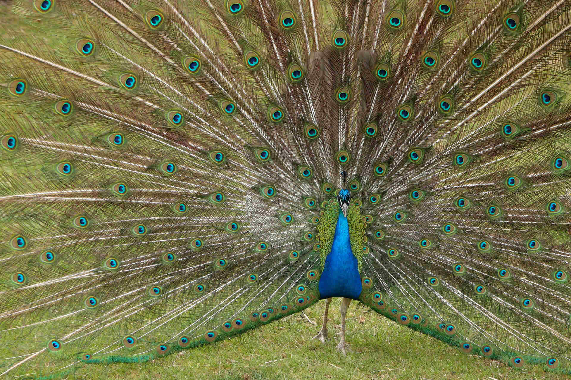 Sensori e display biodegradabili: le piume dei pavoni