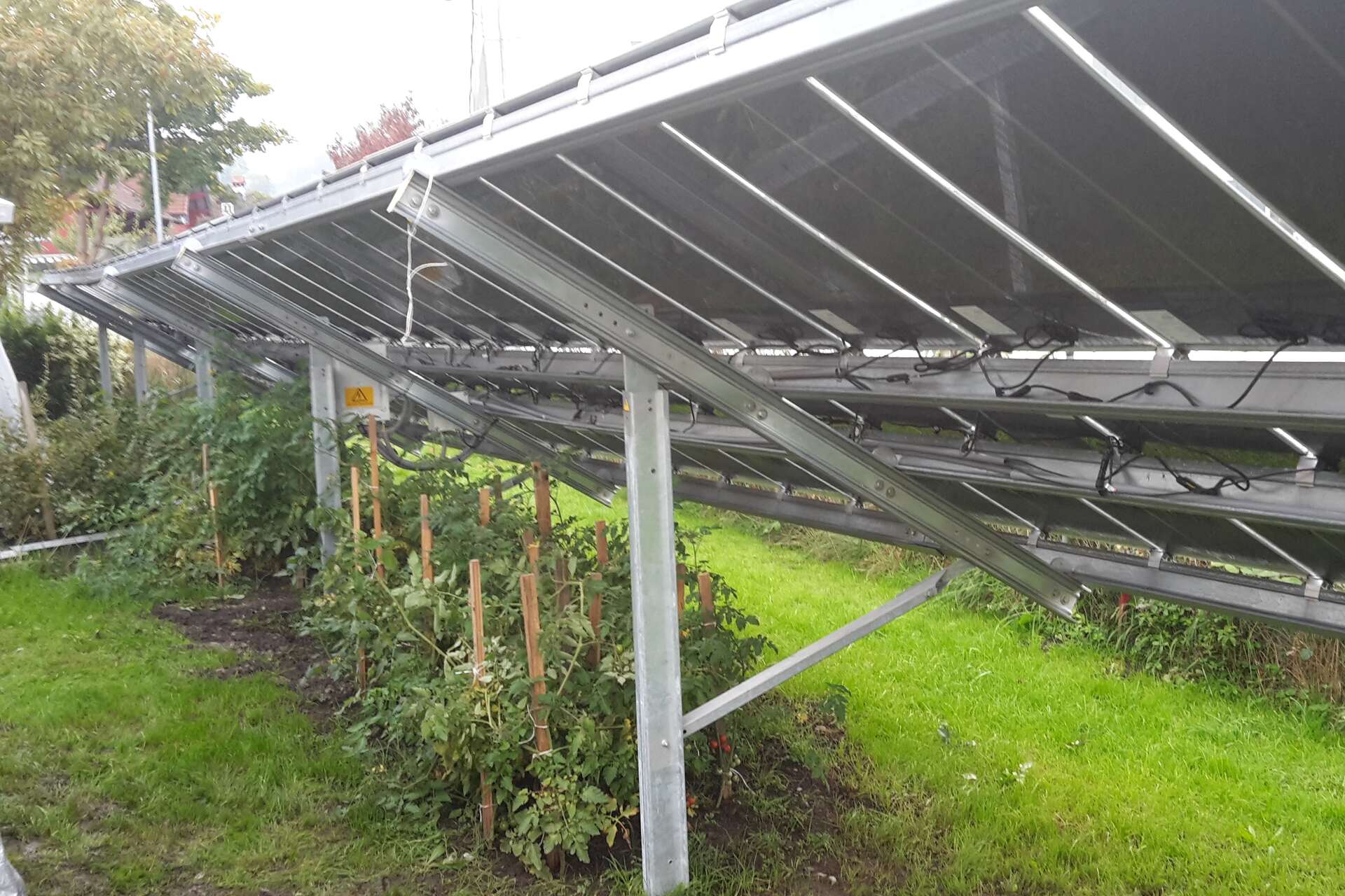 Agrivoltaico: pomodori in Austria