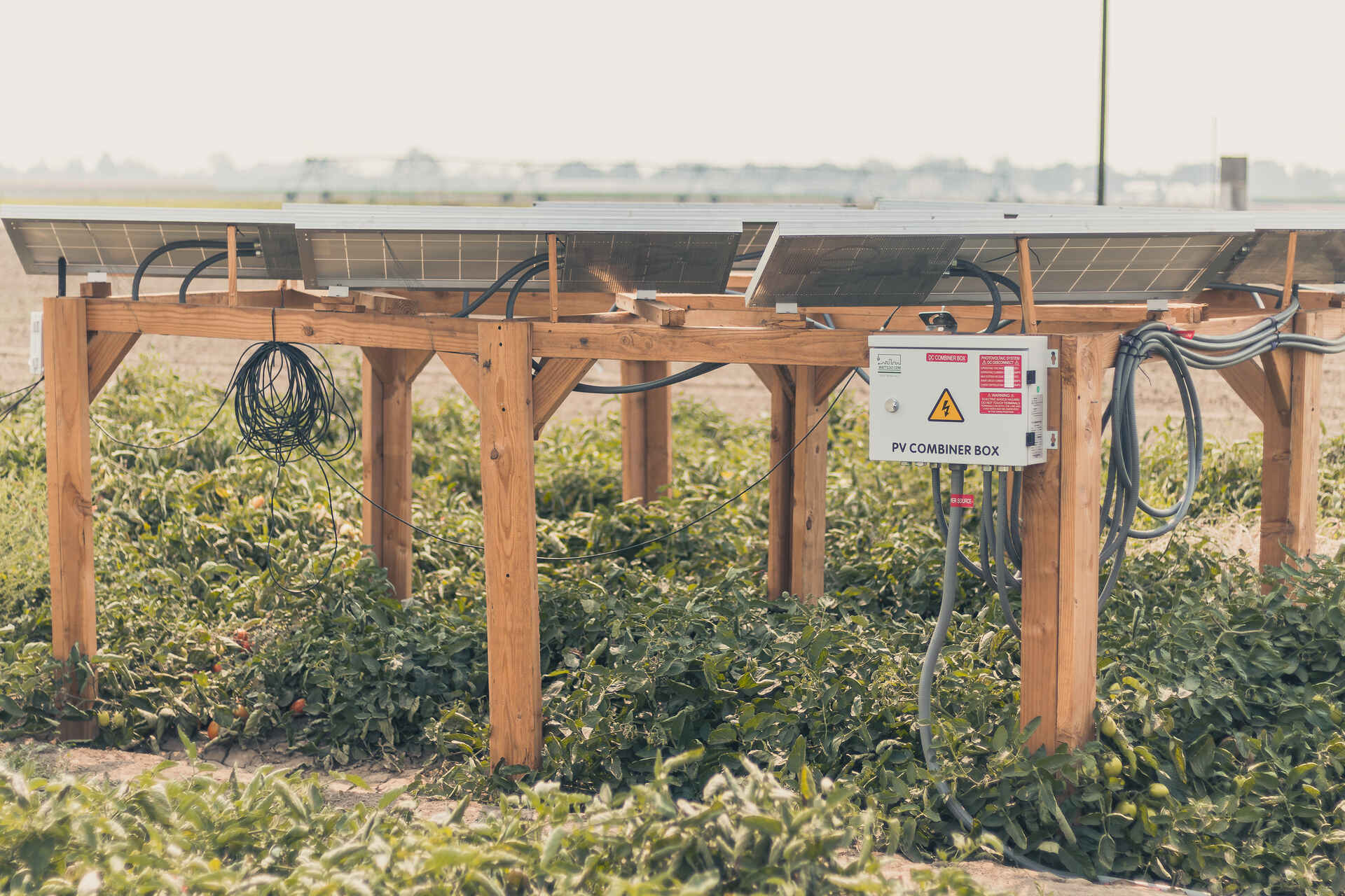 Agrivoltaico: impianto agrivoltaico sperimentale dello UC Davis College of Engineering