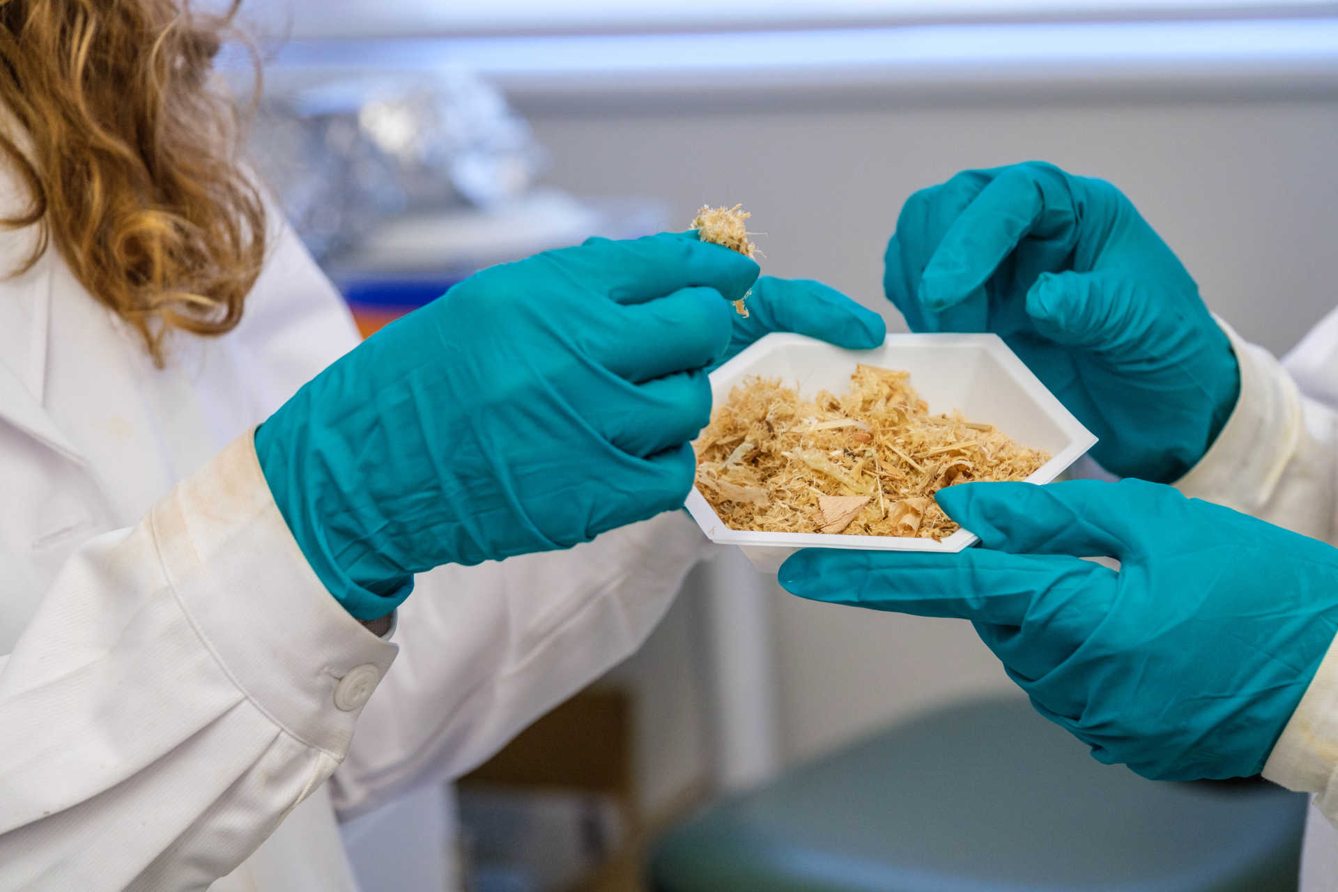 Microplastiche, la soluzione all'inquinamento viene dalle piante