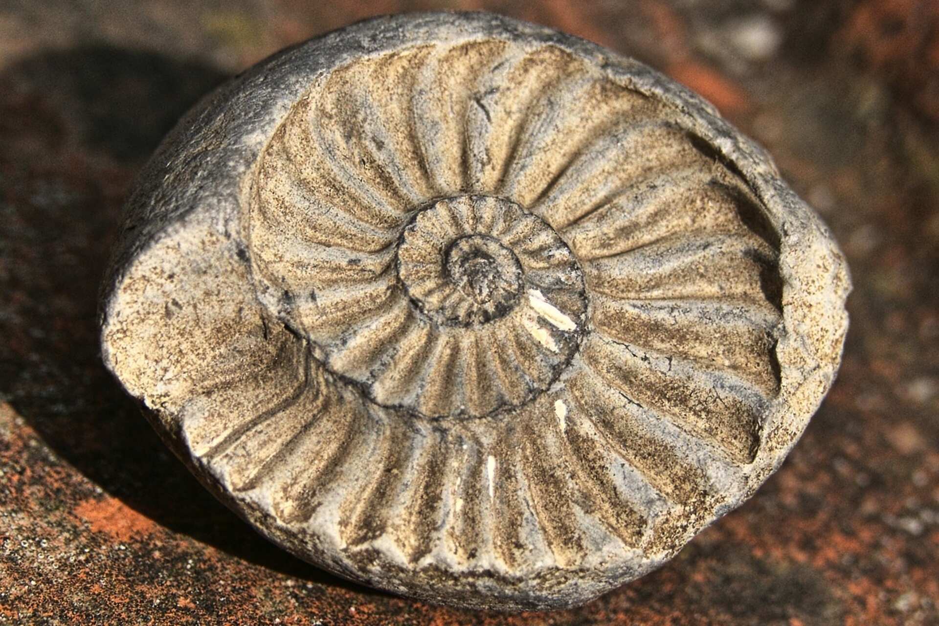 Etica: come un’impronta fossile dissoltasi nel tempo