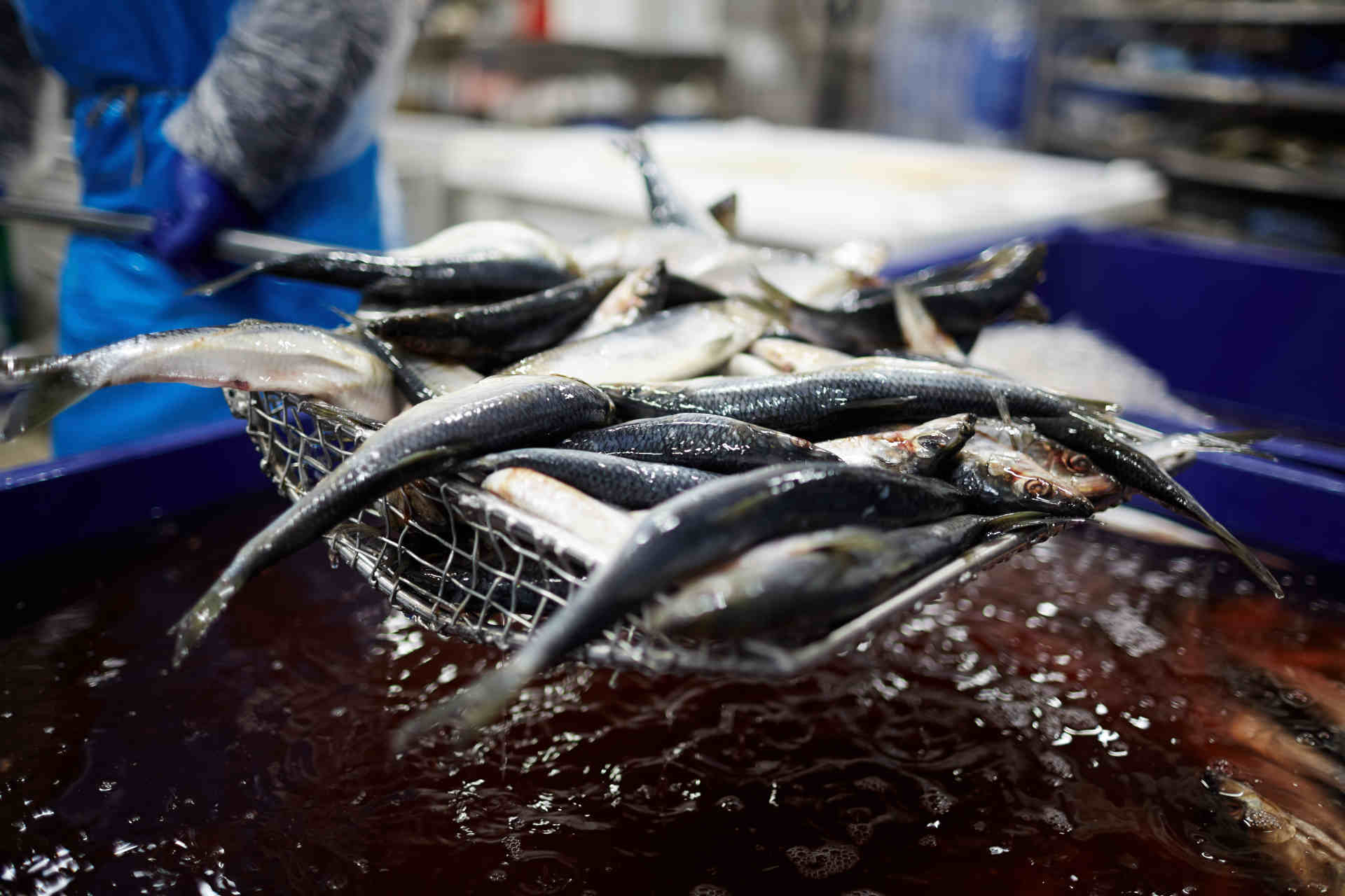 Consumo consapevole e pesca sostenibile