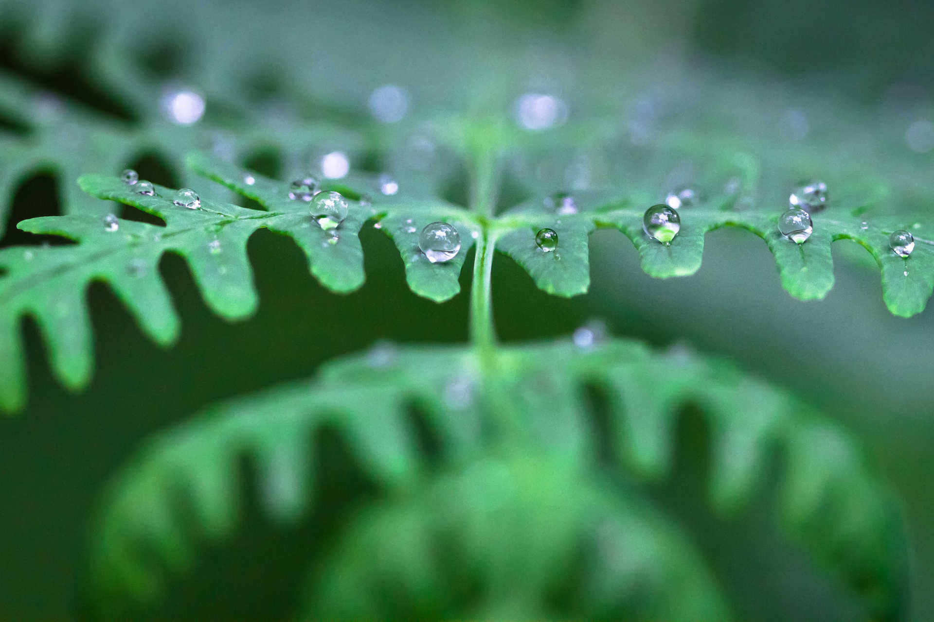 Acqua potabile dalla nebbia: lo studio del Politecnico di Zurigo