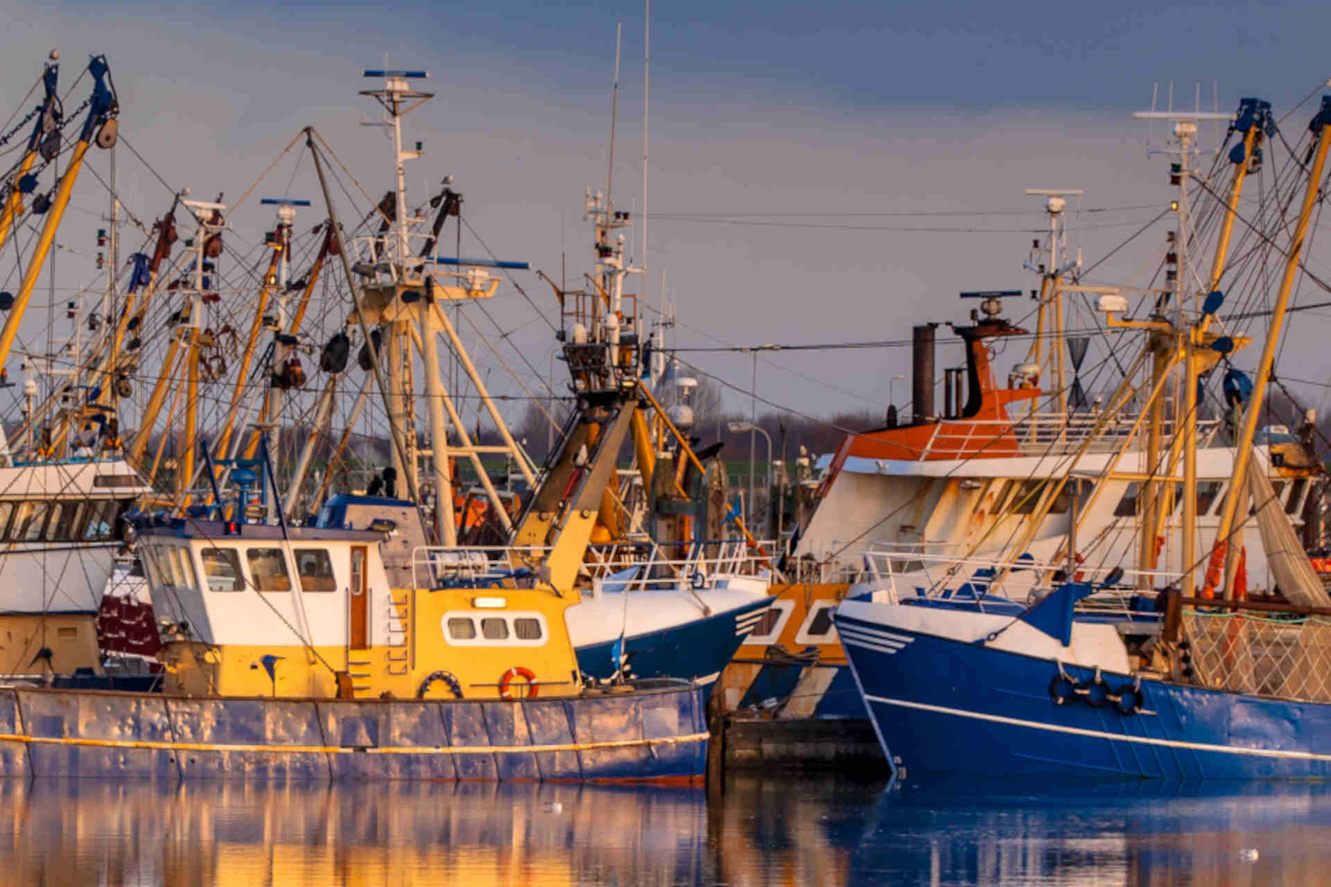 Pesca sostenibile, Controlla il tuo Pesce