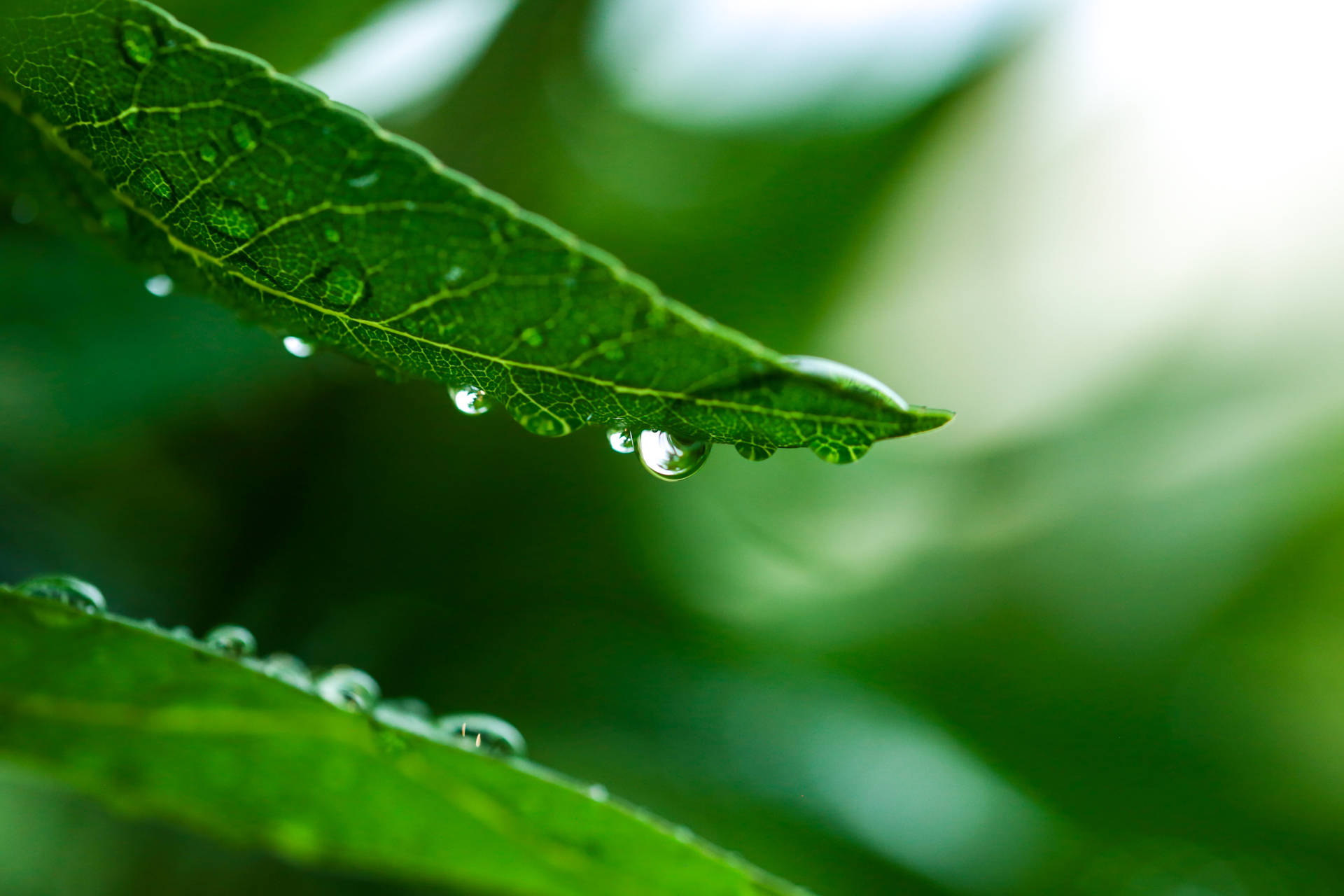 Raccolta e purificazione dell'acqua estratta dalla nebbia