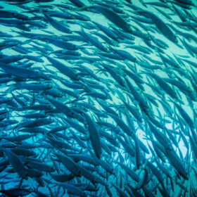 Sovrapesca, nell’Atlantico si rischia il collasso di interi stock ittici