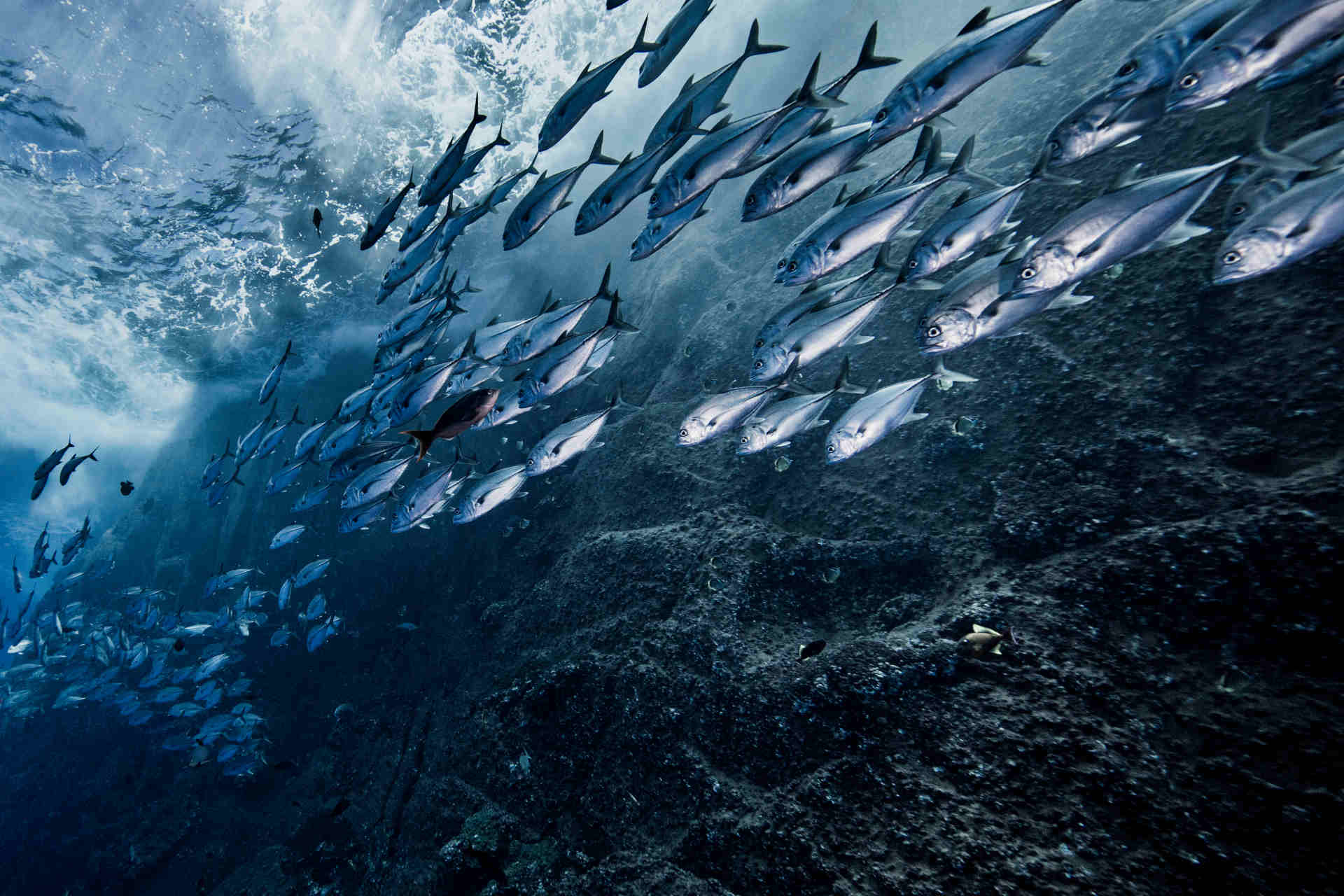 Sovrapesca: gli ultimi dati scientifici e il rapporto MSC