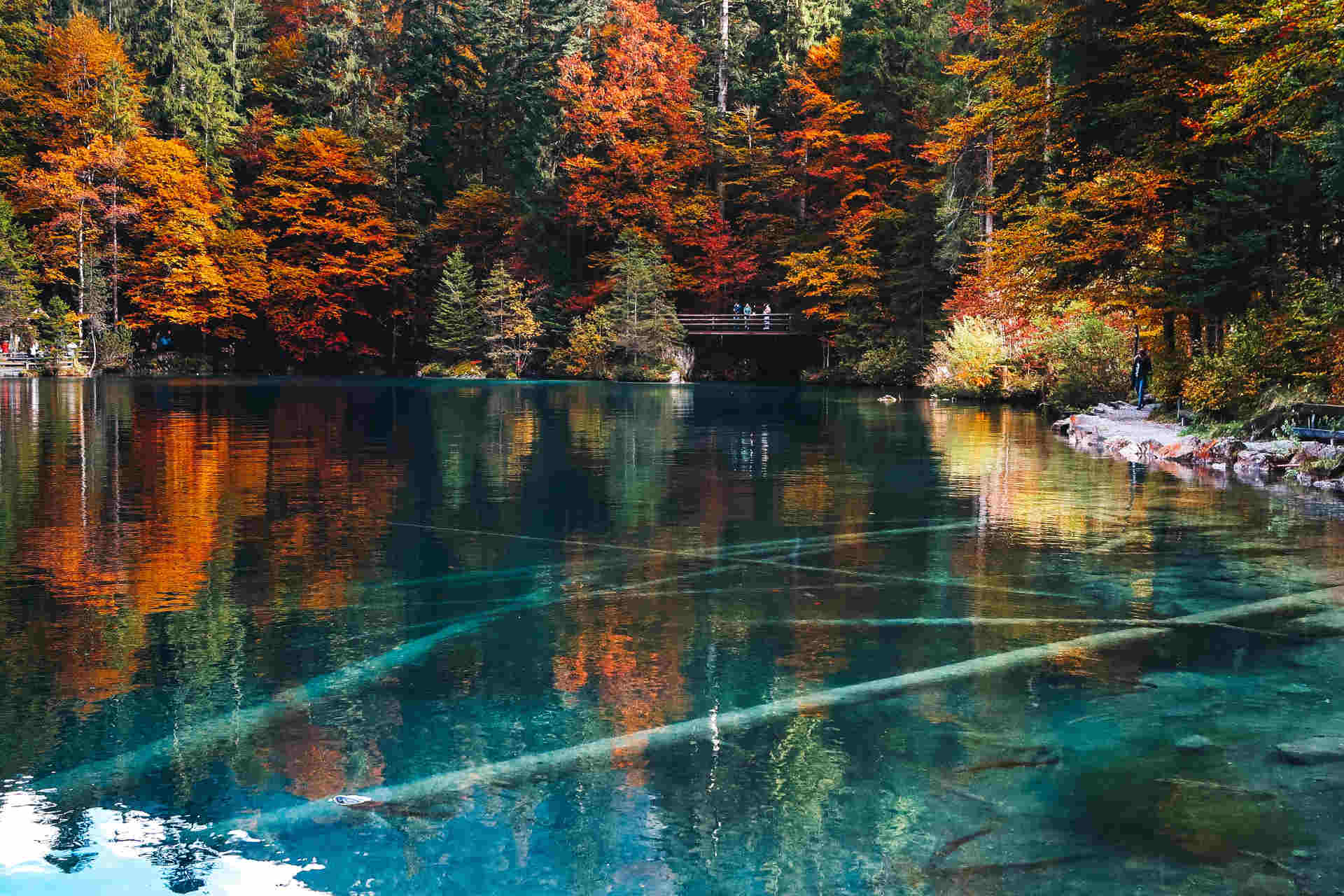 Ripopolamento ittico nei laghi e fiumi della Svizzera