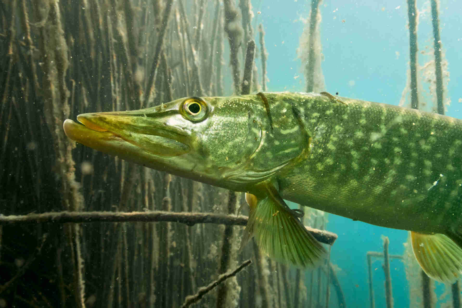 Un luccio nuota nelle acque di un lago