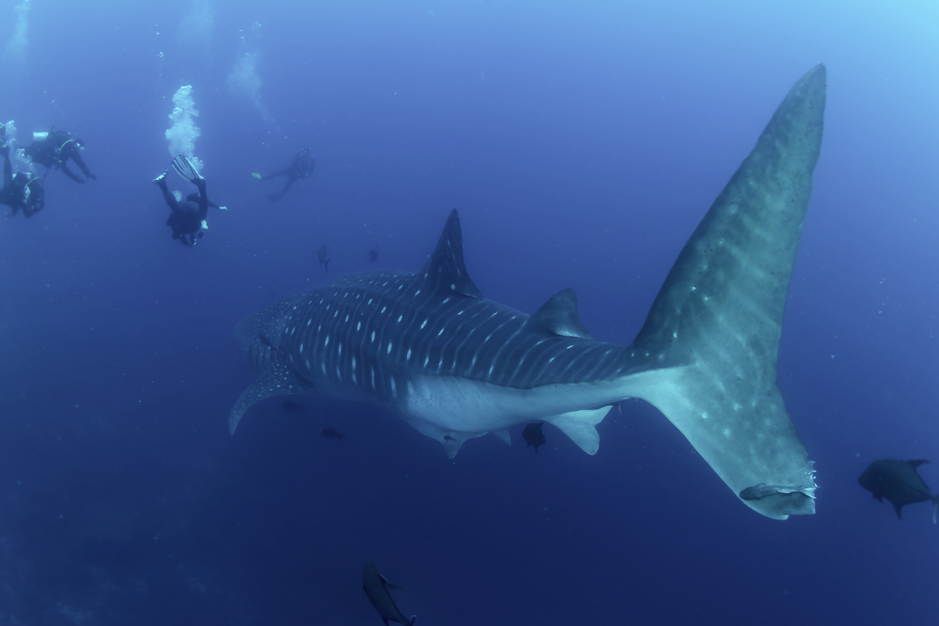 I rumori dell'oceano sono cambiati