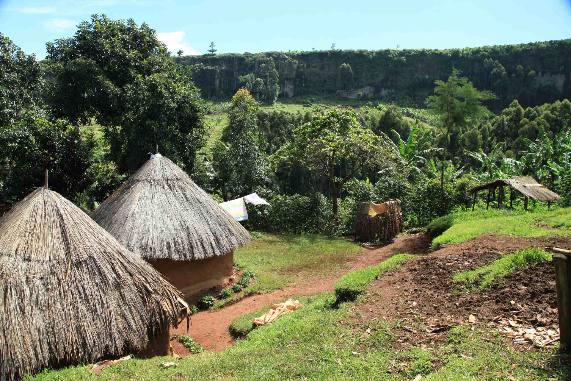 Scimmie: Un tipico paesaggio dell’Uganda con le abitazioni caratteristiche