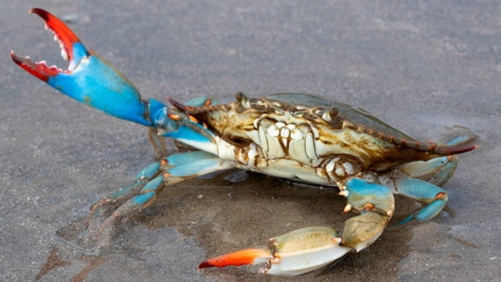 Crostacei: tramite l'acqua incamerata per zavorrare le navi il granchio blu è stato accidentalmente introdotto in numerose altre parti del mondo