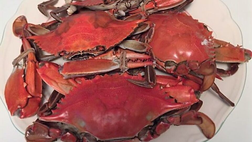 Crostacei: il granchio blu non ha particolarità cui dedicare metodi di cottura diversi rispetto agli altri crostacei: è possibile quindi applicare tutte le cotture dedicate solitamente ai colleghi, dal granciporro alla granseola