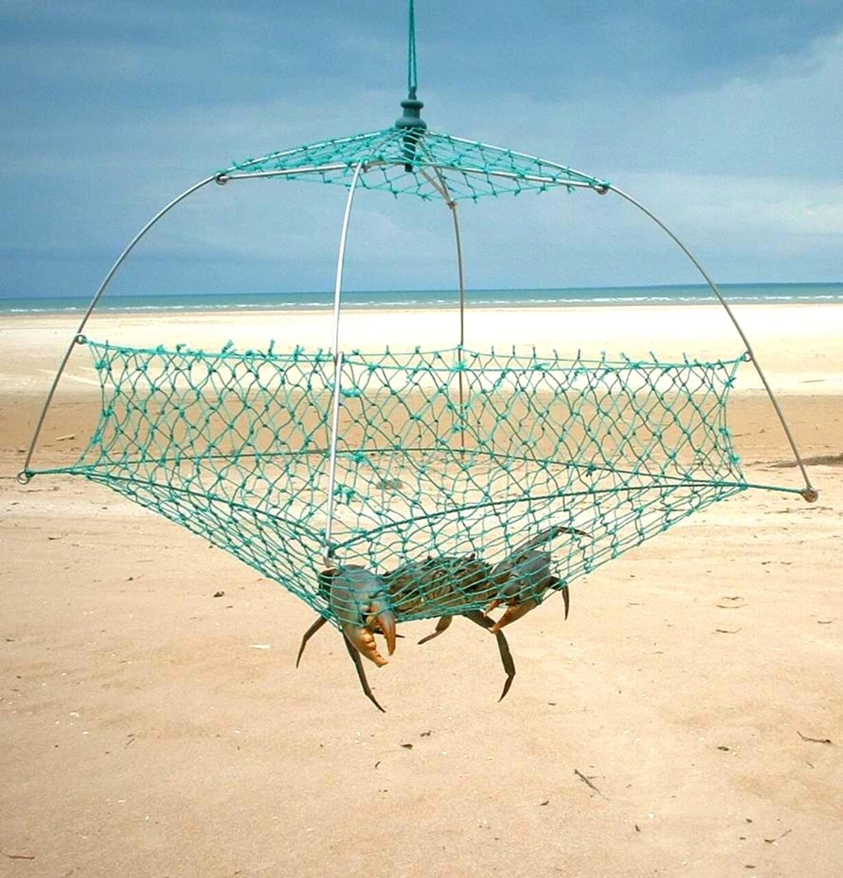 Granchio blu: un esempio di trapppola a vaso con un lato aperto adatto per la cattura di questi crostacei