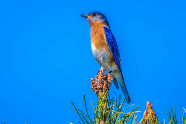 Il nuovo materiale che imita le piume di un uccellino azzurro