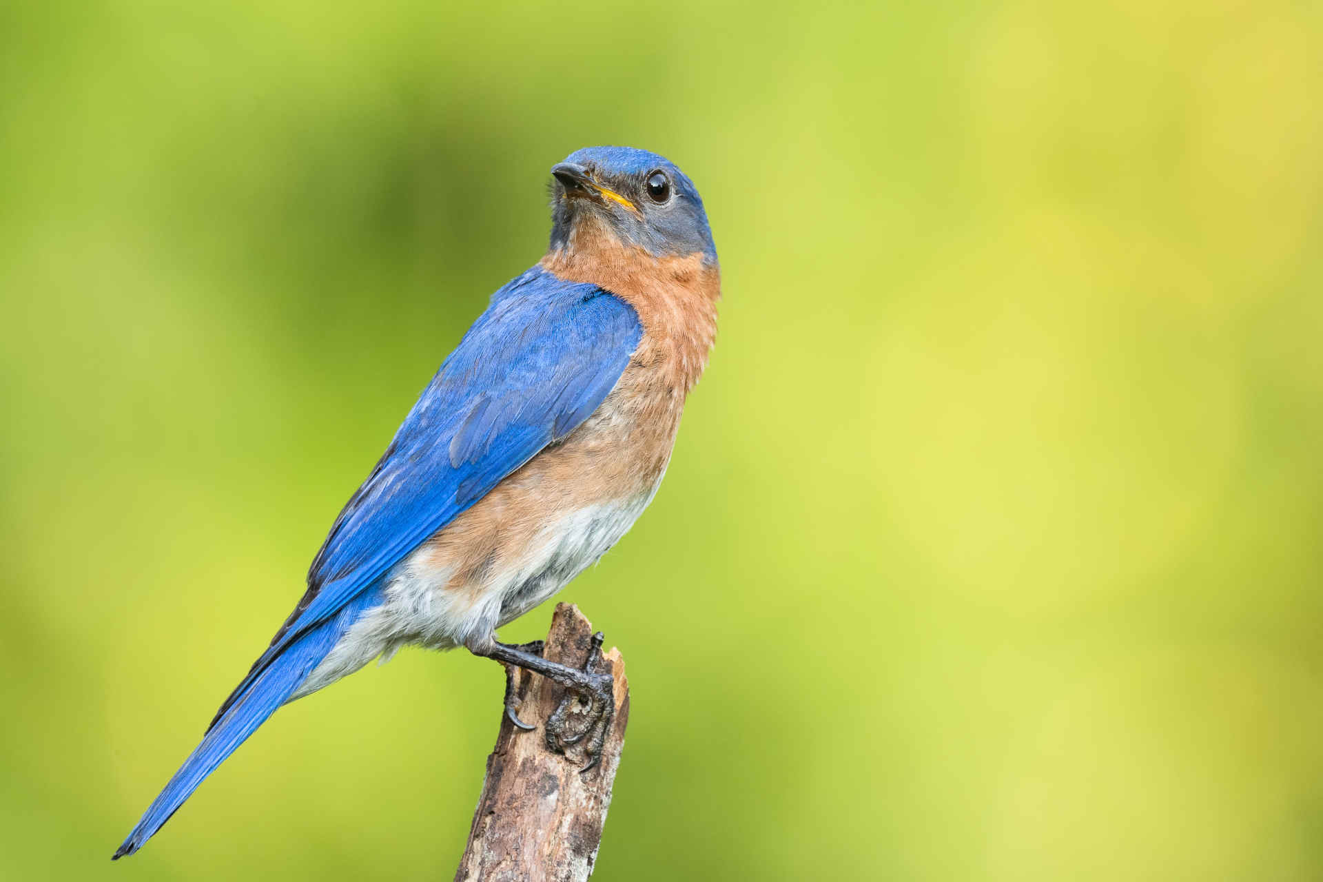 Le piume dell'azzurrino orientale ispirano un nuovo materiale
