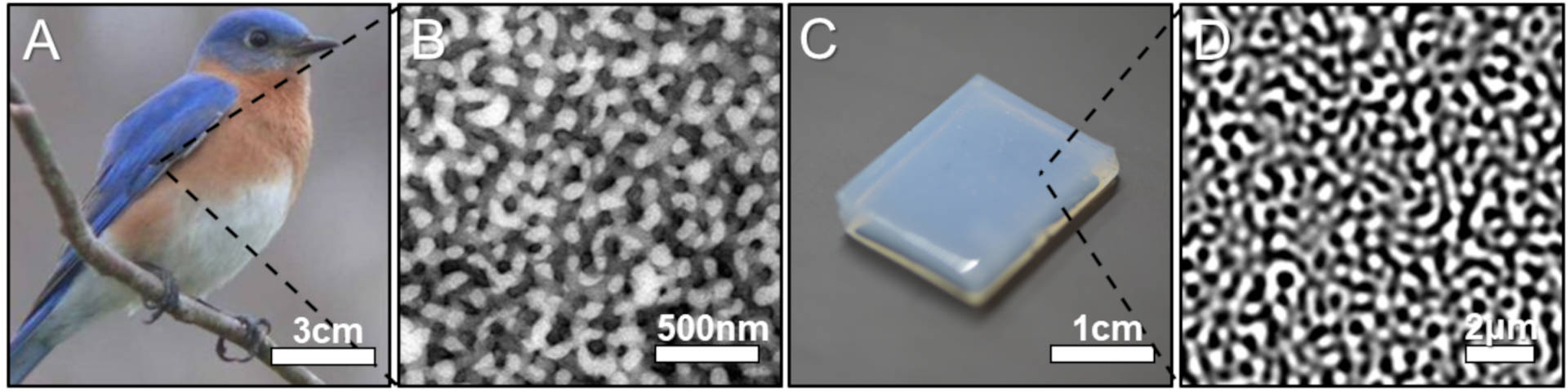Piume blu ispirazione per un nuovo sorprendente materiale