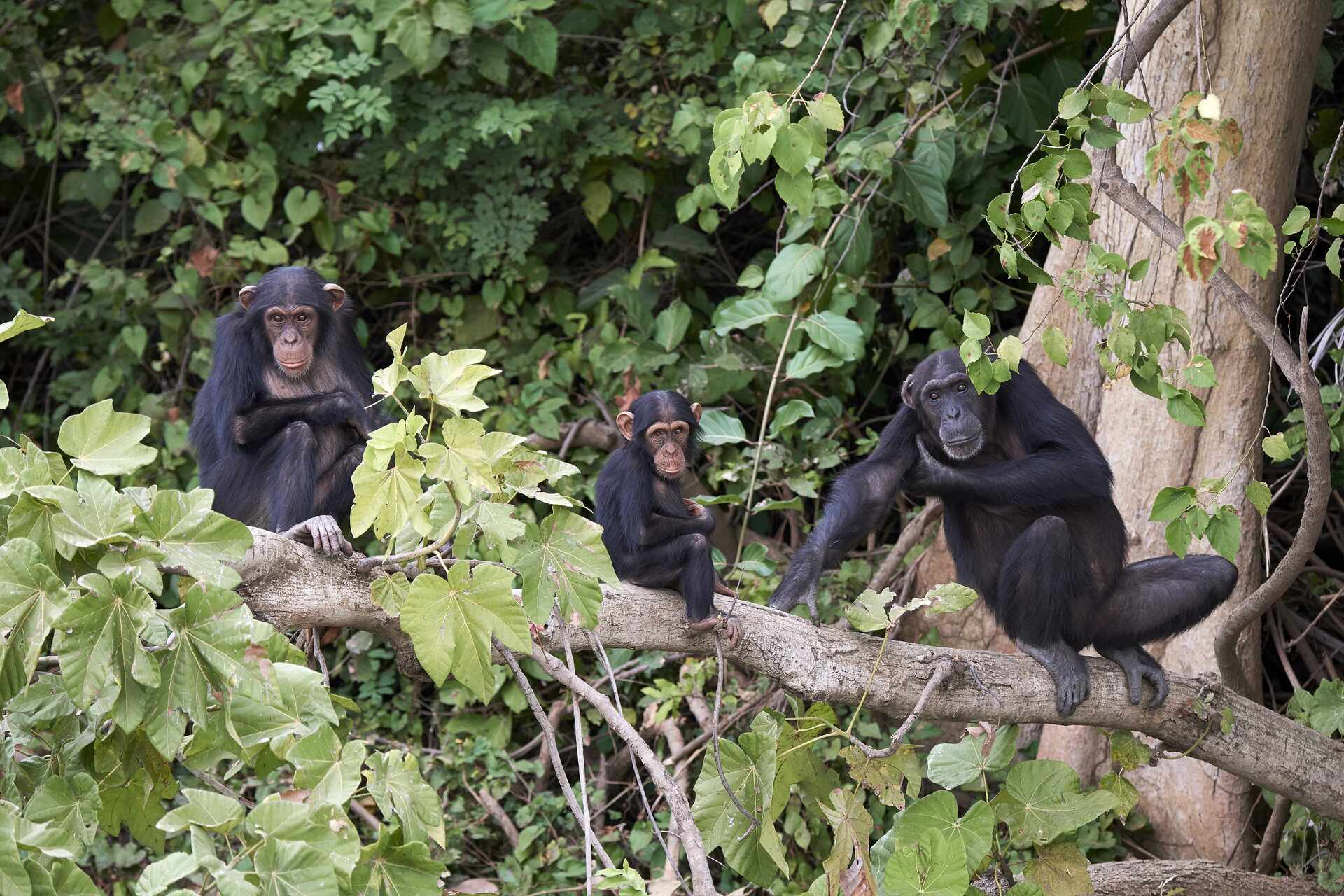 Scimmie: il bonobo e lo scimpanzé comune sono le specie viventi filogeneticamente e geneticamente più vicine all’uomo