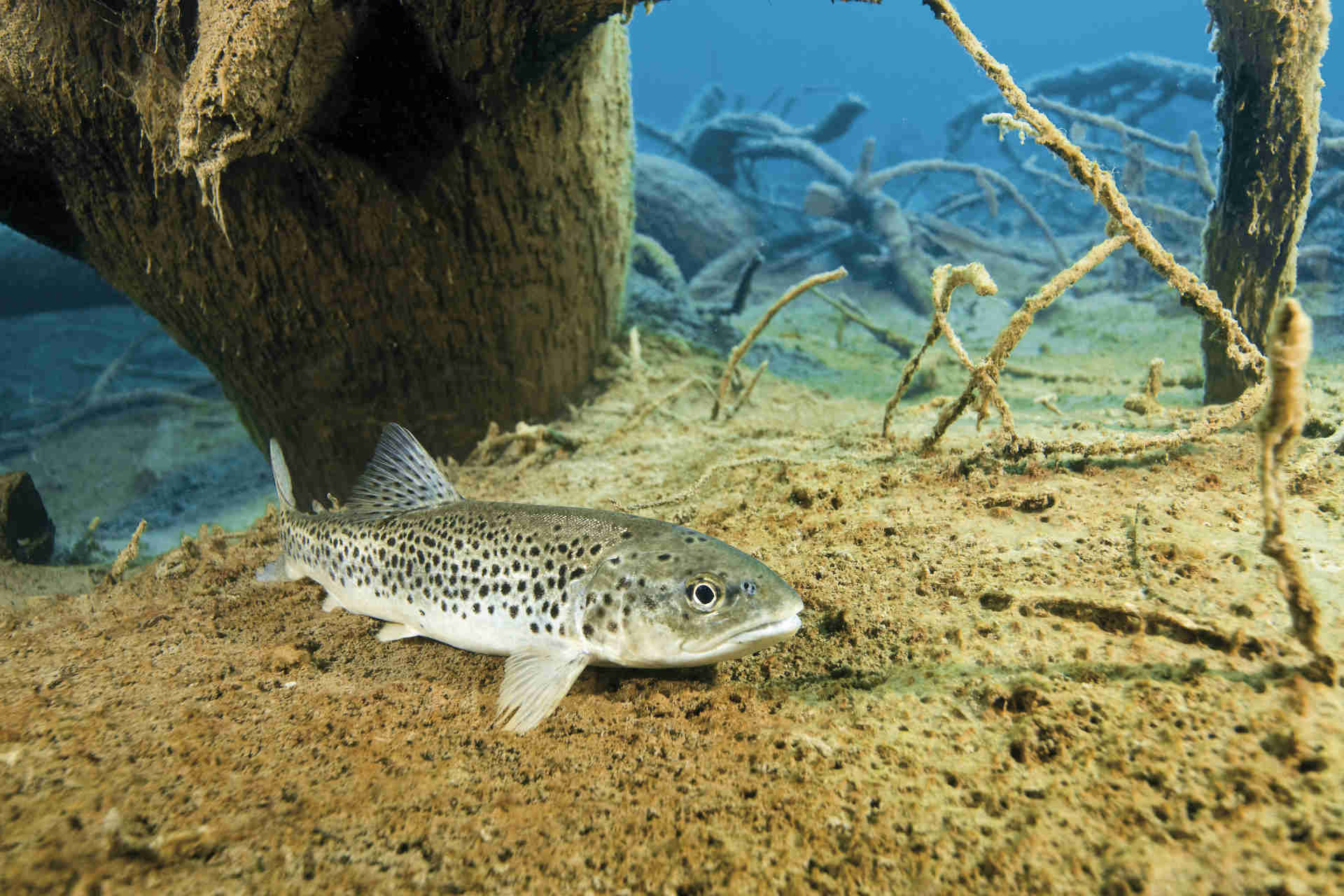 La raccolta del DNA può sostituire l'elettropesca