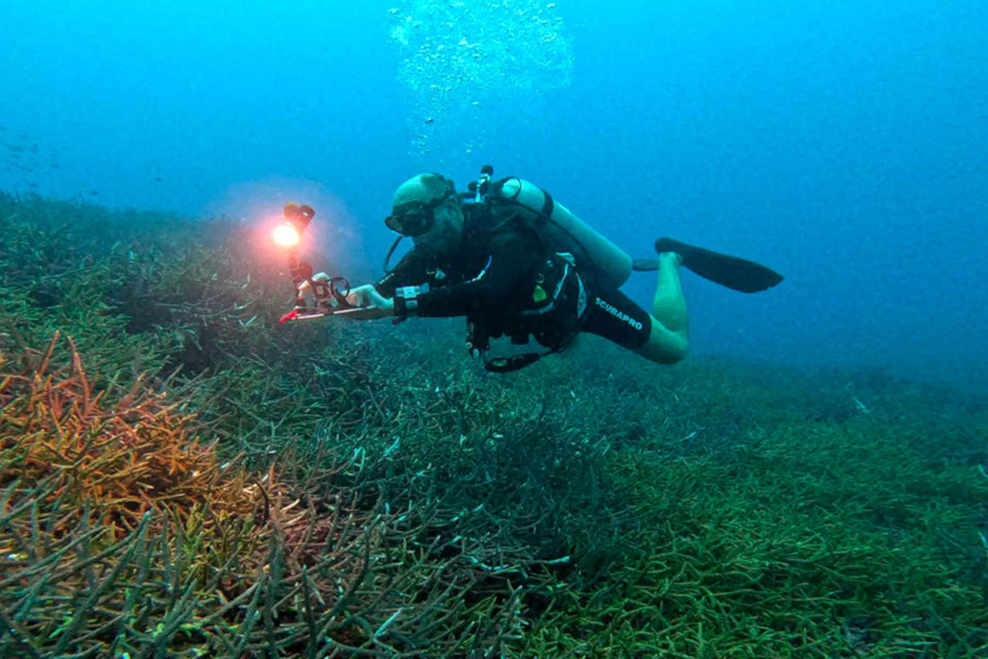 Habitat marini: l'ENEA ha presentato l’Atlante degli habitat marini e costieri: un’innovazione per la salvaguardia degli ecosistemi