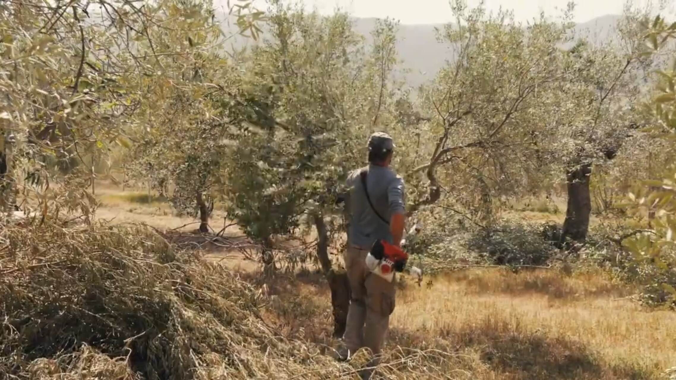 Olive: la raccolta delle olive genera di solito elevate quantità di scarti vegetali di lavorazione