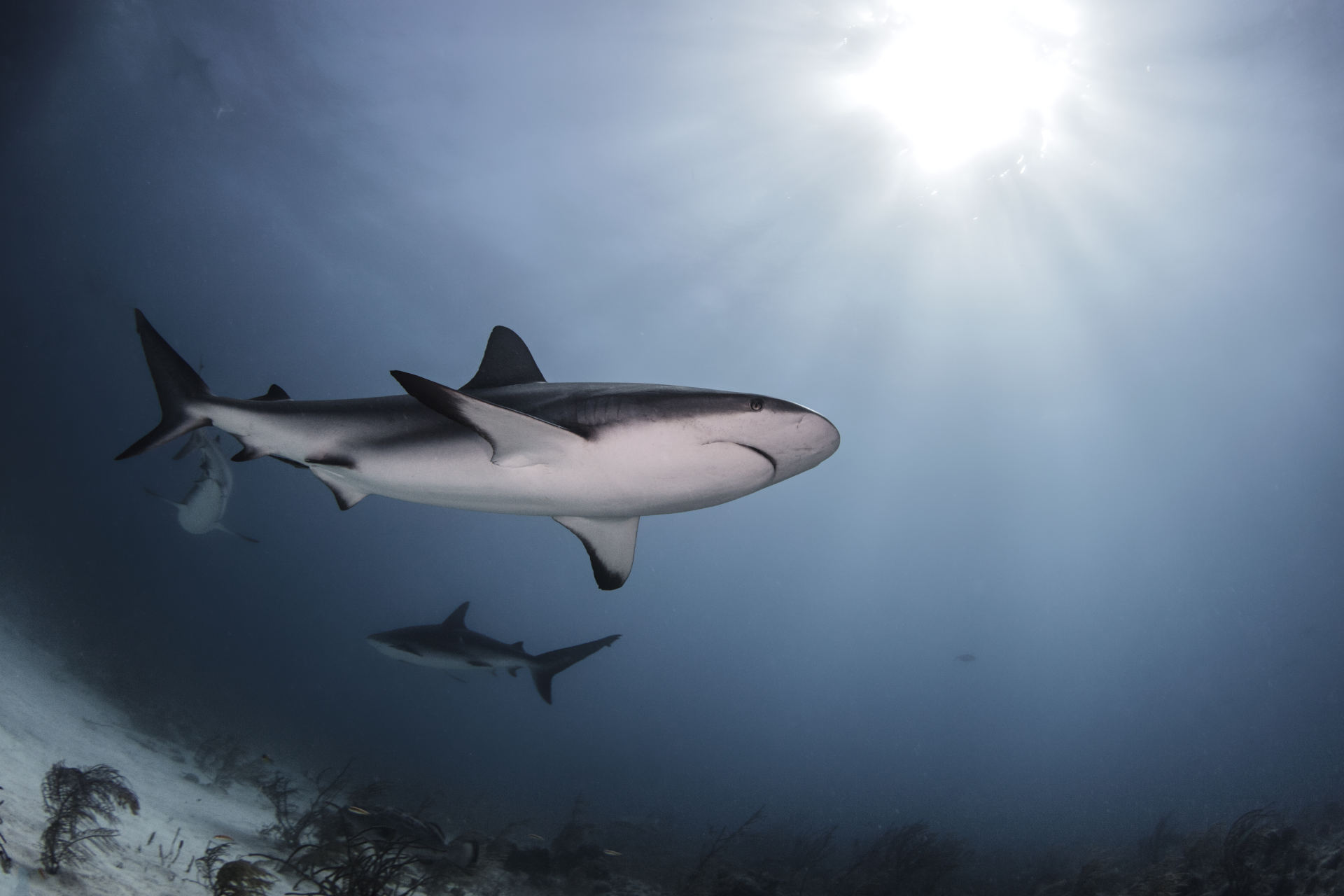 Pesca: la mattanza degli squali continua