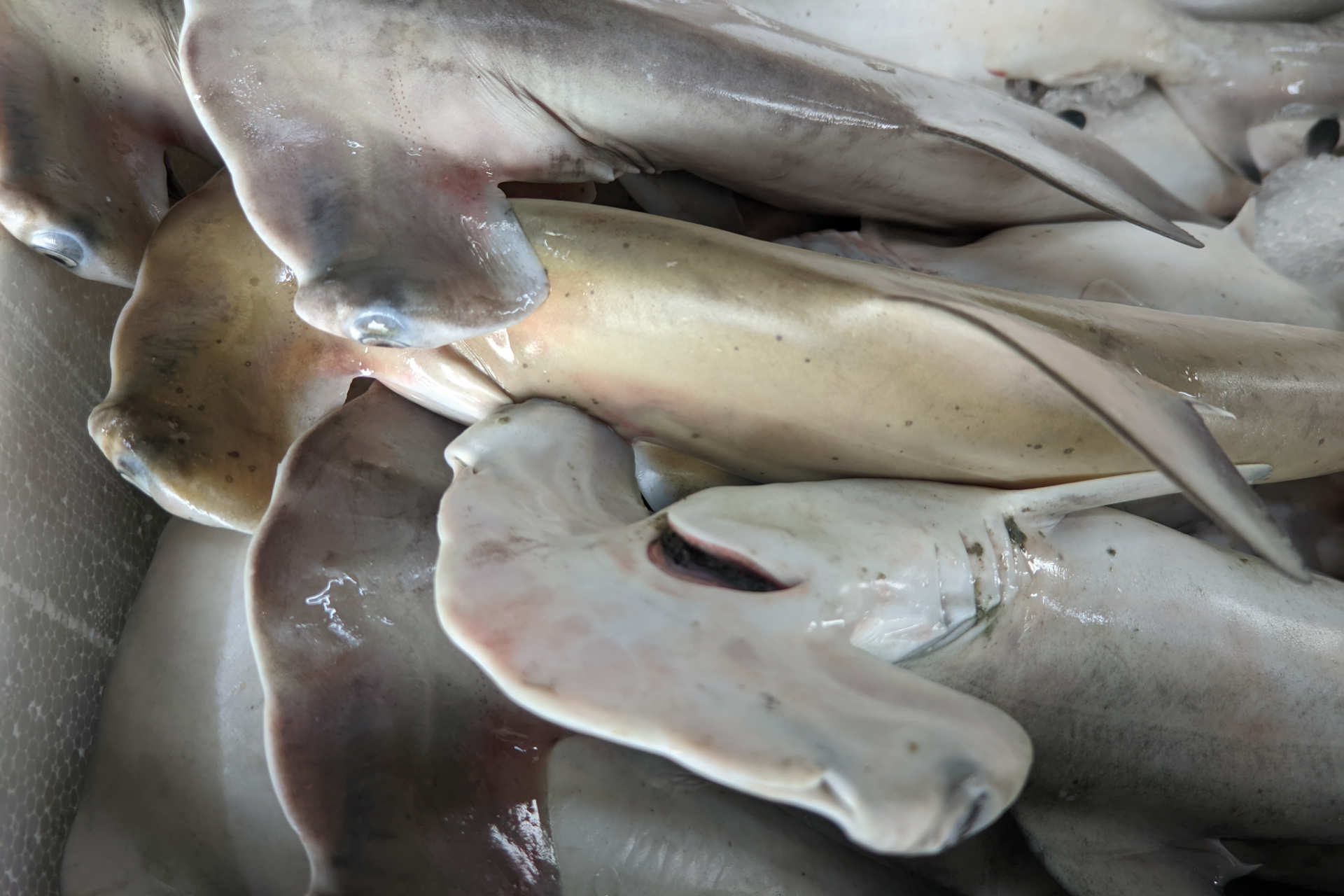 Squali in via di estinzione nelle reti dei pescatori