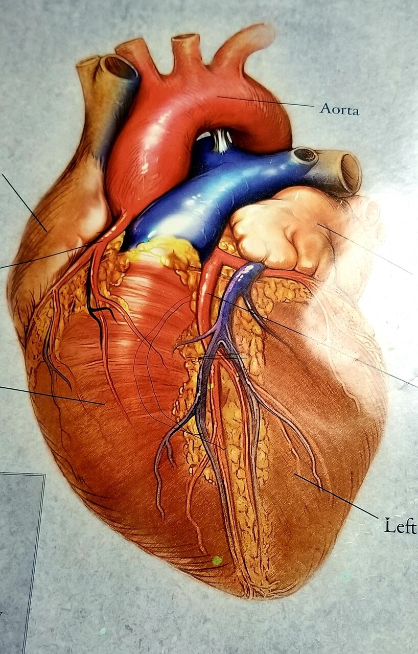 Cuore artificiale: il muscolo più importante del corpo umano
