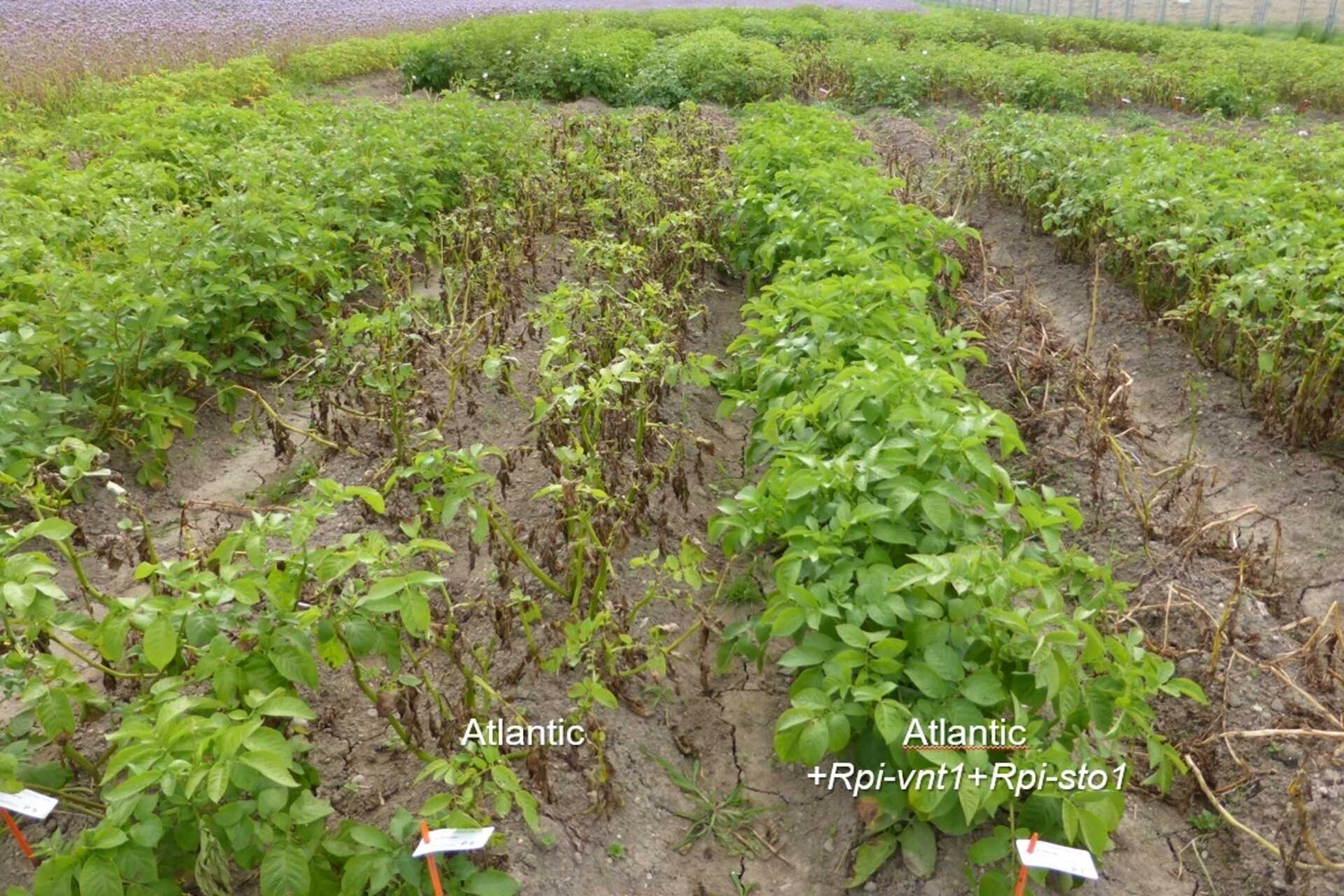 Orzo geneticamente modificato: Agroscope acquisirà conoscenze per oltre tre anni sul comportamento delle piante in campo aperto nel sito di Reckenholz (Zurigo) su autorizzazione Ufficio Federale dell'Ambiente