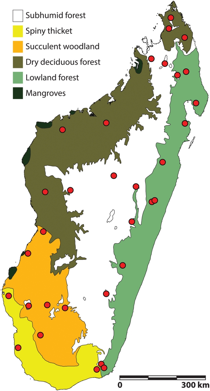Madagascar: precipitazioni irregolari ed erosione delle rocce giocano un ruolo decisivo nella comparsa e nello sviluppo di nuove specie