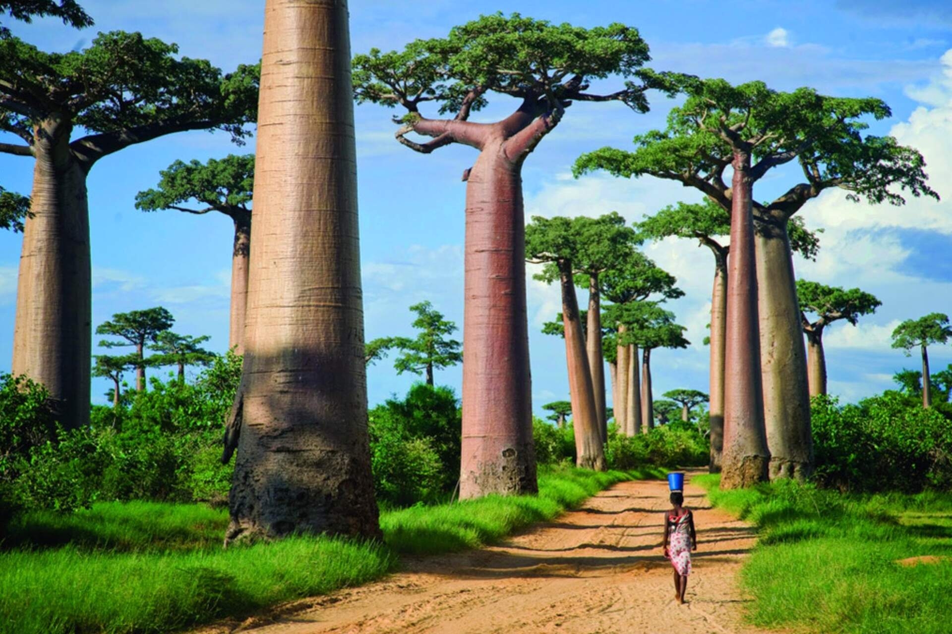 Madagascar: precipitazioni irregolari ed erosione delle rocce giocano un ruolo decisivo nella comparsa e nello sviluppo di nuove specie
