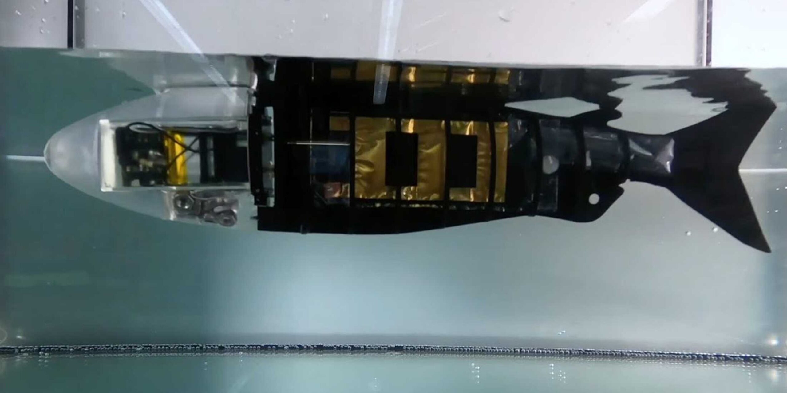 Muscoli artificiali: muscoli artificiali in azione al meglio sott'acqua con le sembianze di un pesce