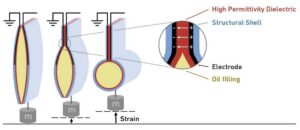 Muscoli artificiali: il funzionamento di un muscolo artificiale e la struttura del nuovo guscio