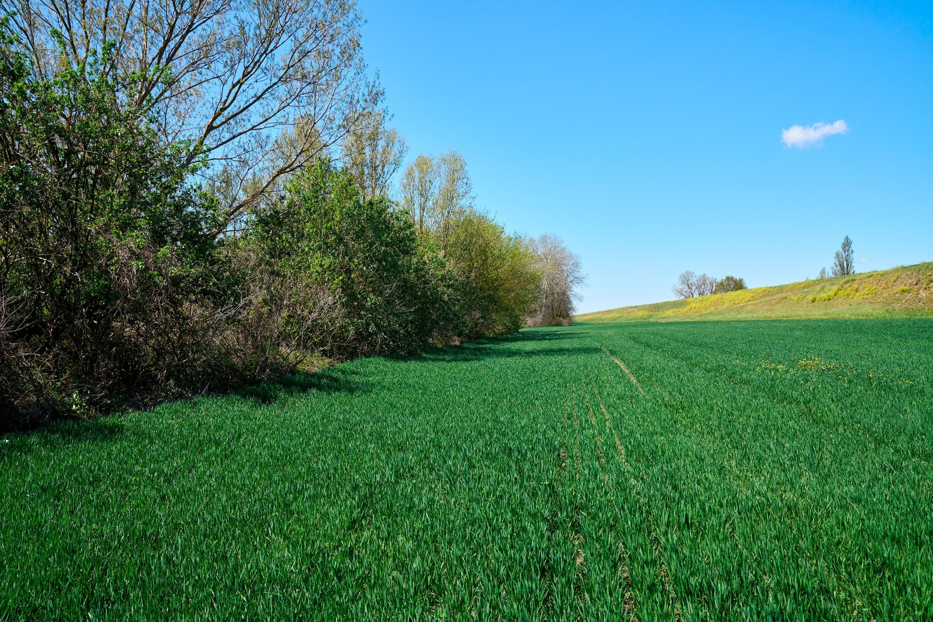 Cambiamento climatico: l'impatto sulla produzione agricola