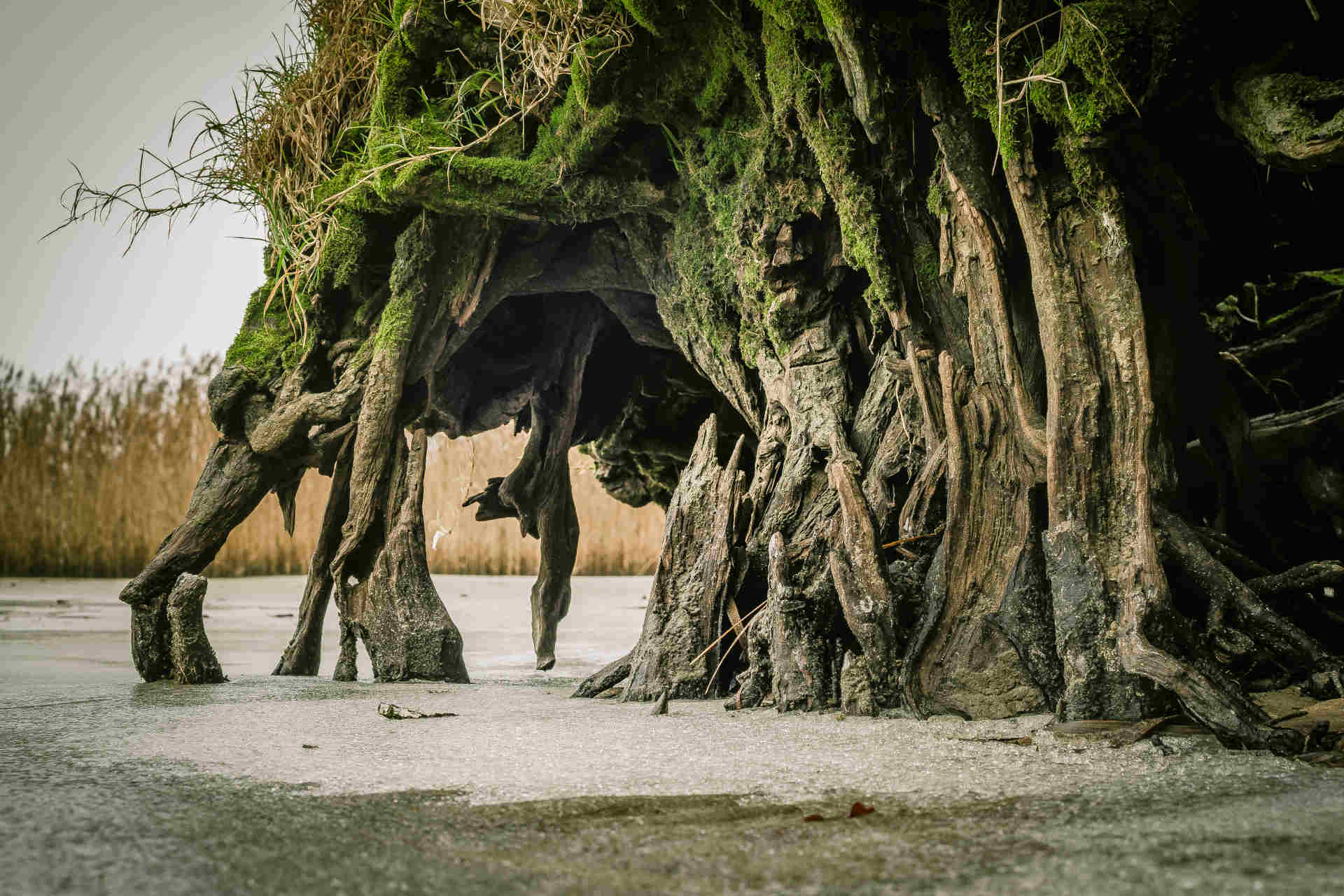 Il delta dell'Oder è in pericolo