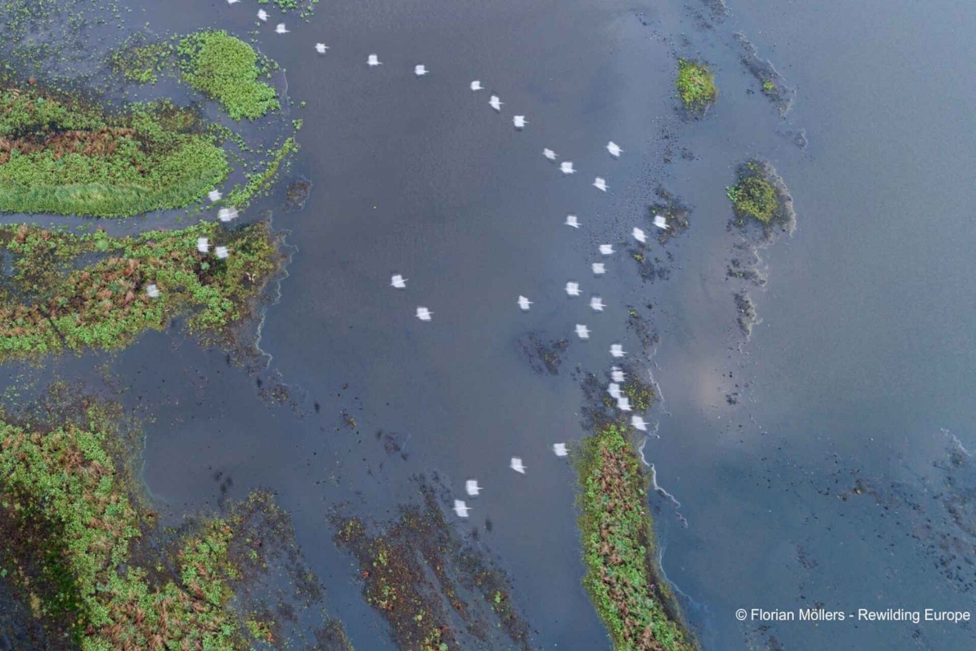 Lago più minacciato dell'anno: la Laguna di Stettino