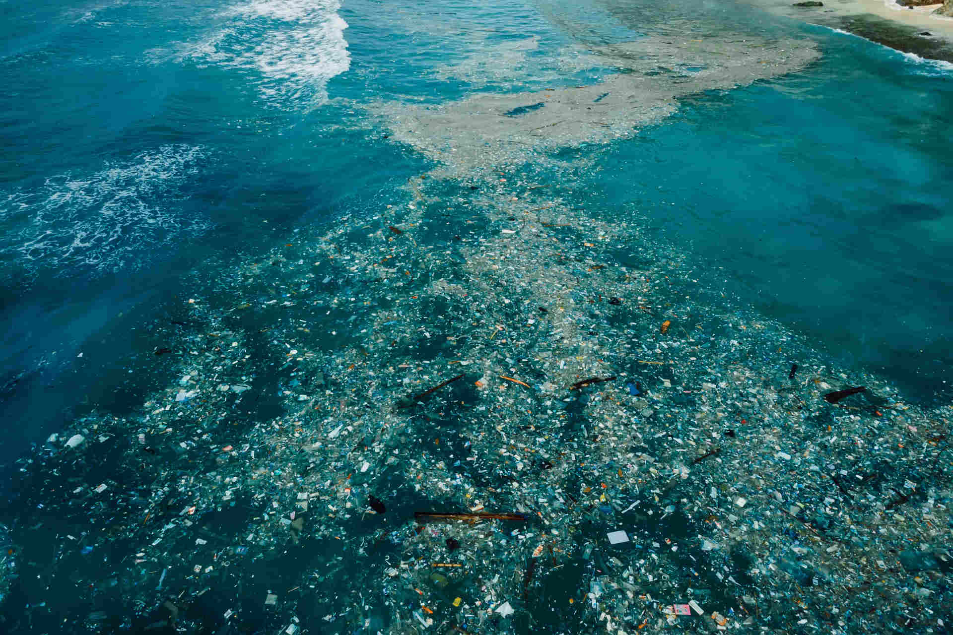 Le aree dell'Atlantico più pericolose per la megafauna