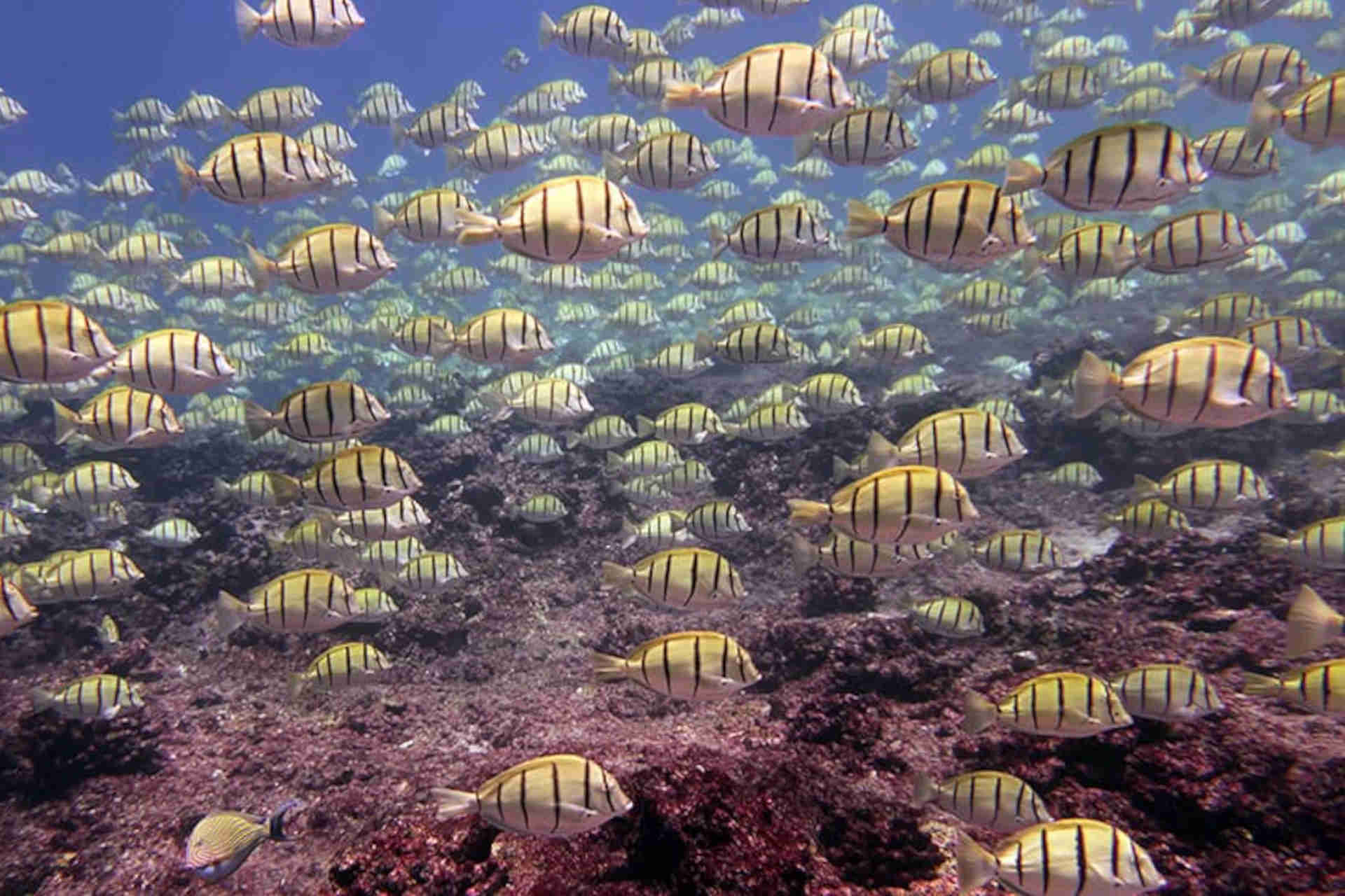 Monumento Nazionale delle Isole Remote del Pacifico: la proposta
