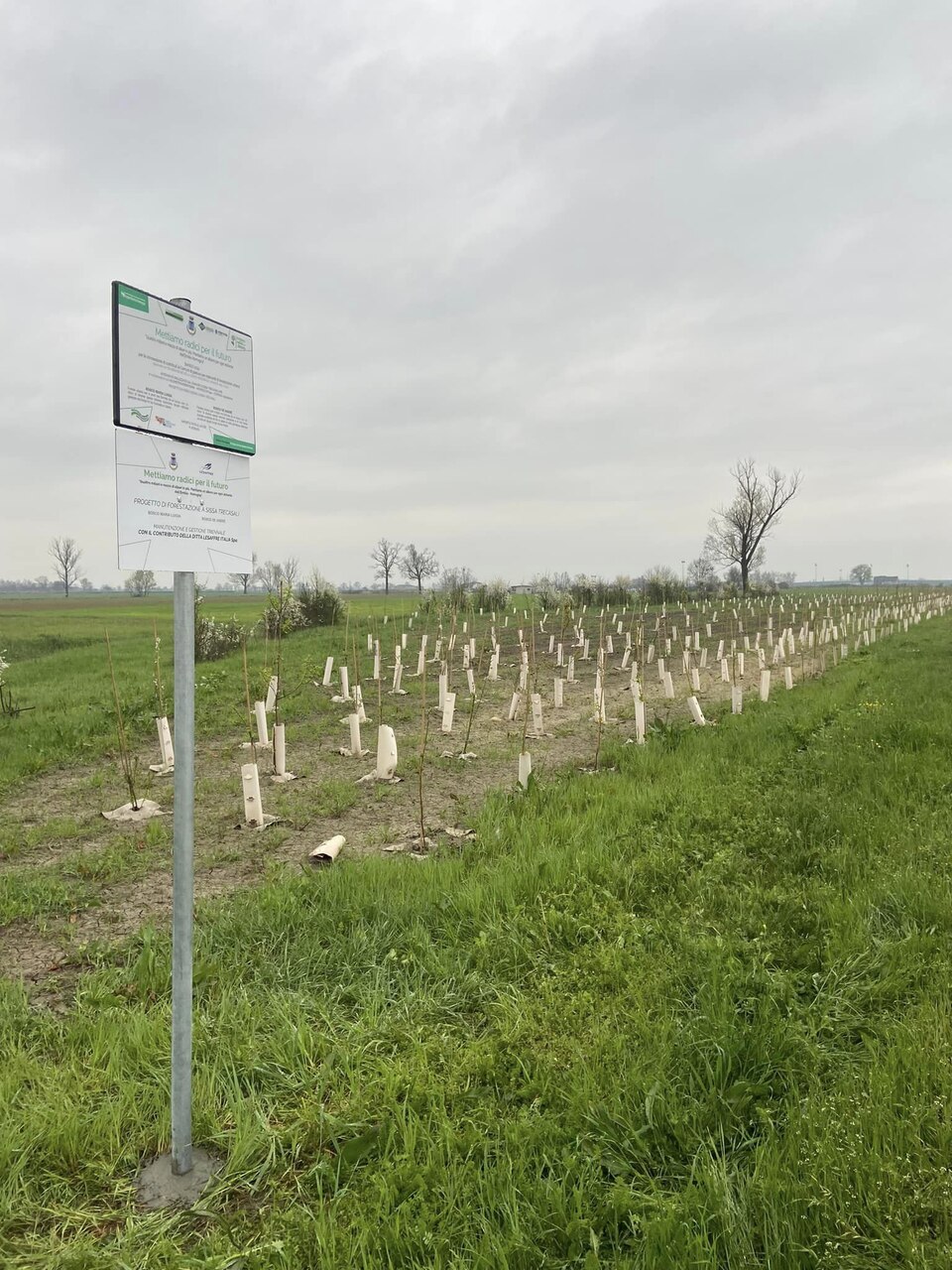 Riforestazione urbana: due nuovi boschi periurbani, per 1084 tra alberi e arbusti e 9.000 metri quadrati di superficie, sono stati inaugurati a Sissa Trecasali (Parma)