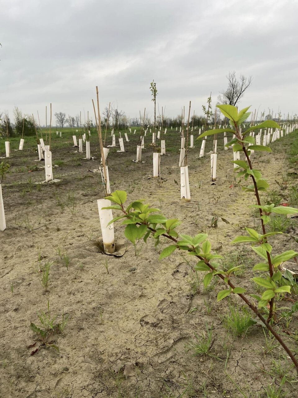 Riforestazione urbana: due nuovi boschi periurbani, per 1084 tra alberi e arbusti e 9.000 metri quadrati di superficie, sono stati inaugurati a Sissa Trecasali (Parma)