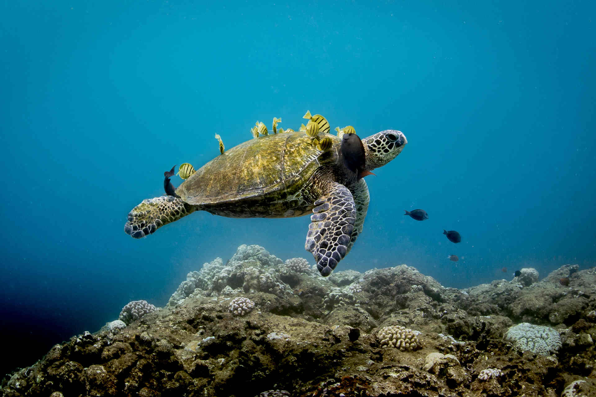 Fossa Ellenica: il pericolo delle trivelle offshore