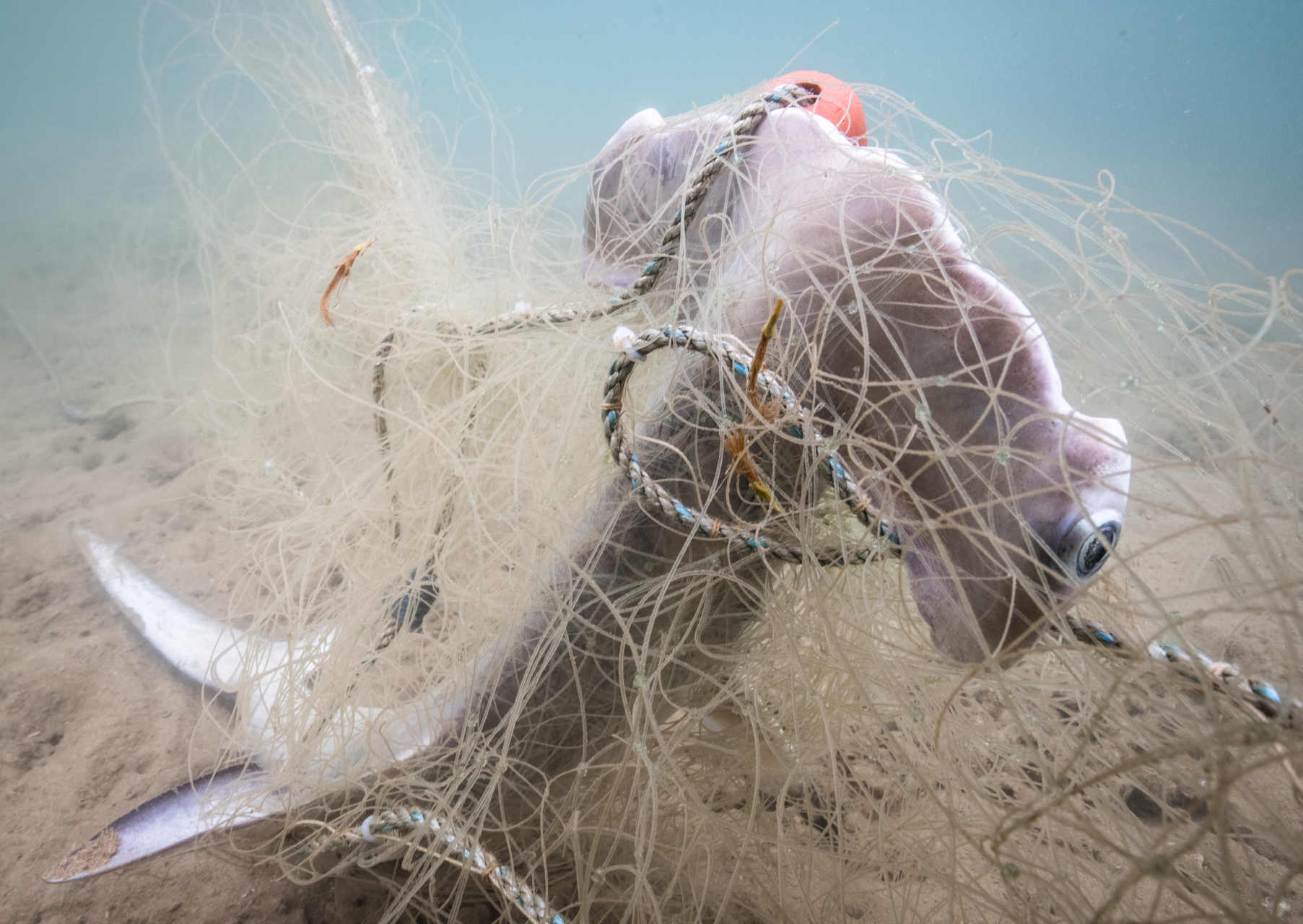 Una zona libera dalla pesca nel Pacifico tropicale