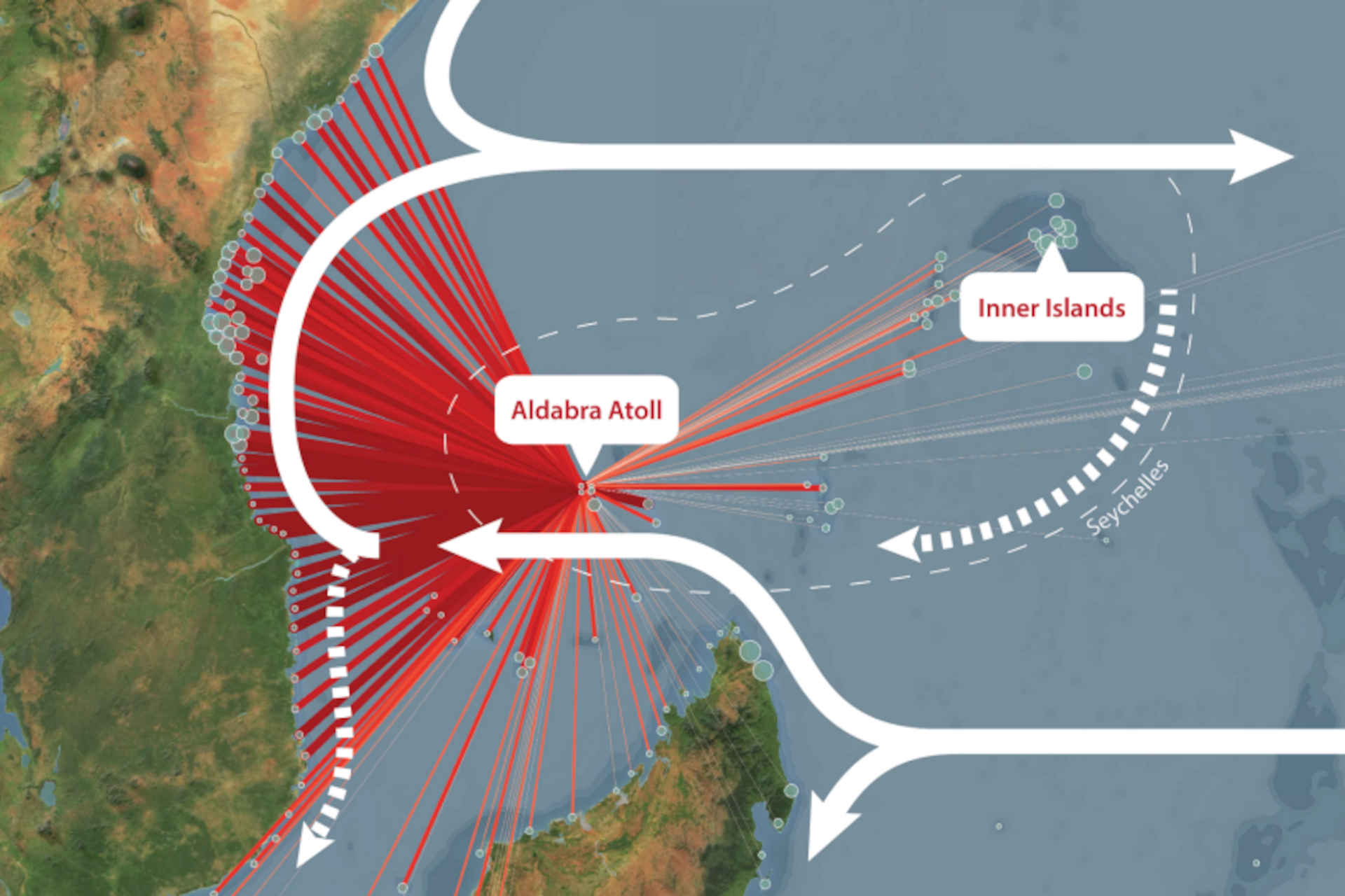 Le larve dei coralli viaggiano per centinaia di chilometri: lo studio