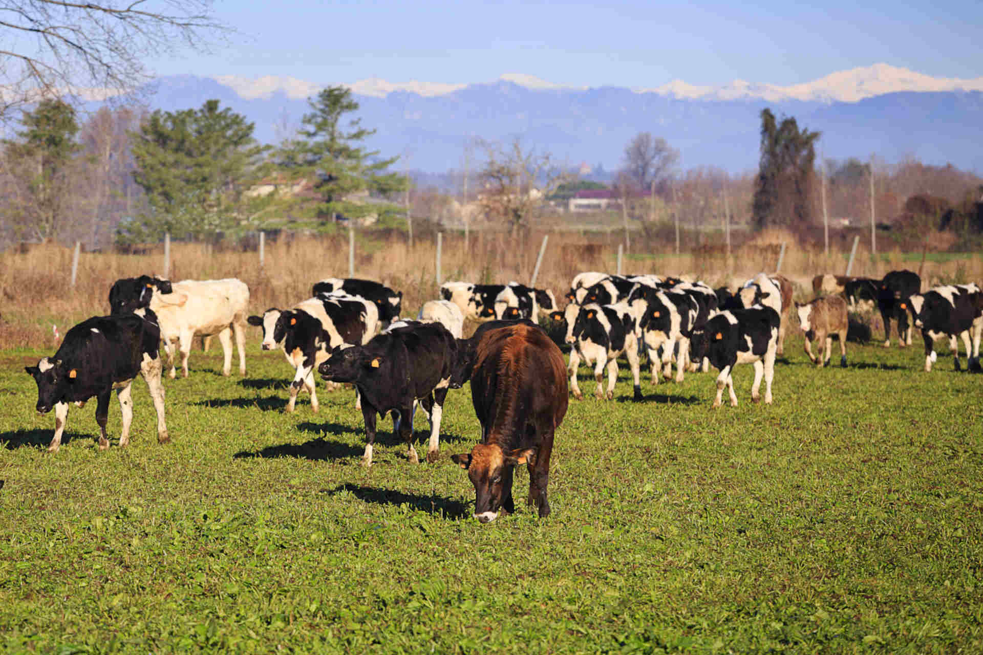 Formaggio più sostenibile grazie all'informatica